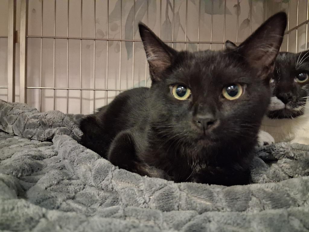 SEAL, Adoptable, Kitten Male Domestic Short Hair.