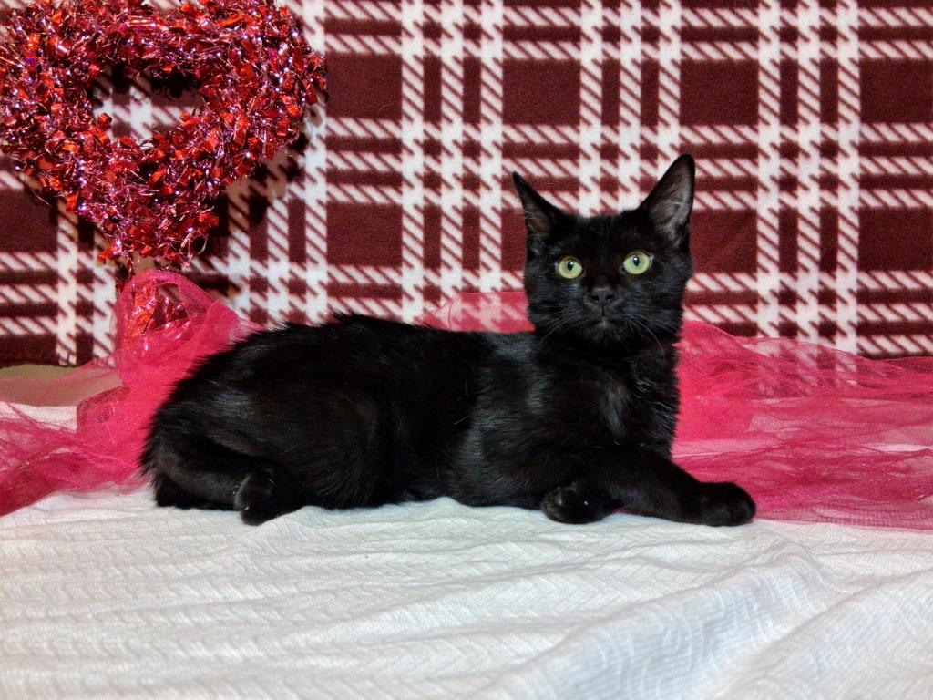 Enlarge SEAL, a Adoptable mixed breed in Wintersville, OH image 2/2