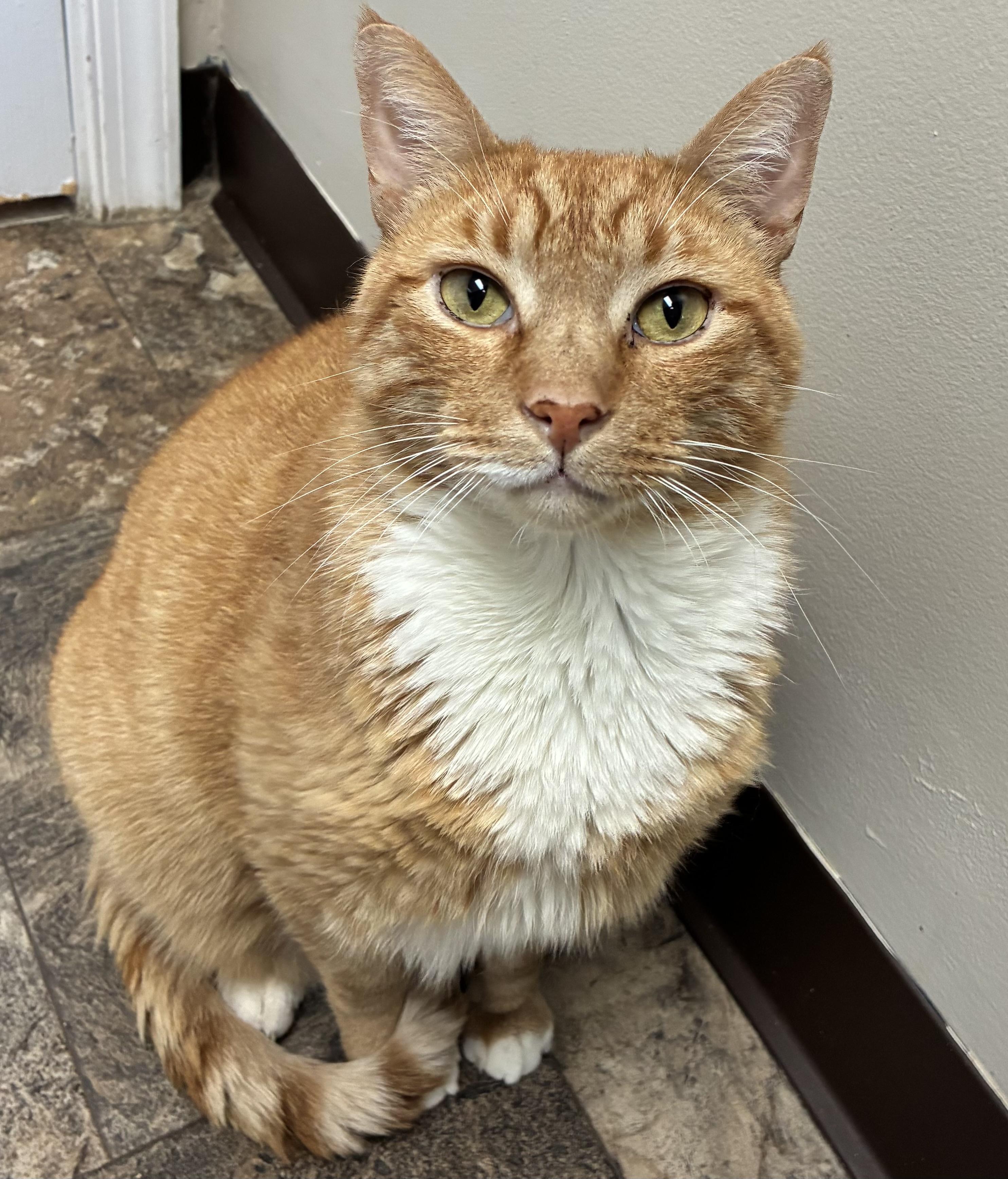 Scoops (FIV+), Adoptable, Adult Male Domestic Short Hair.