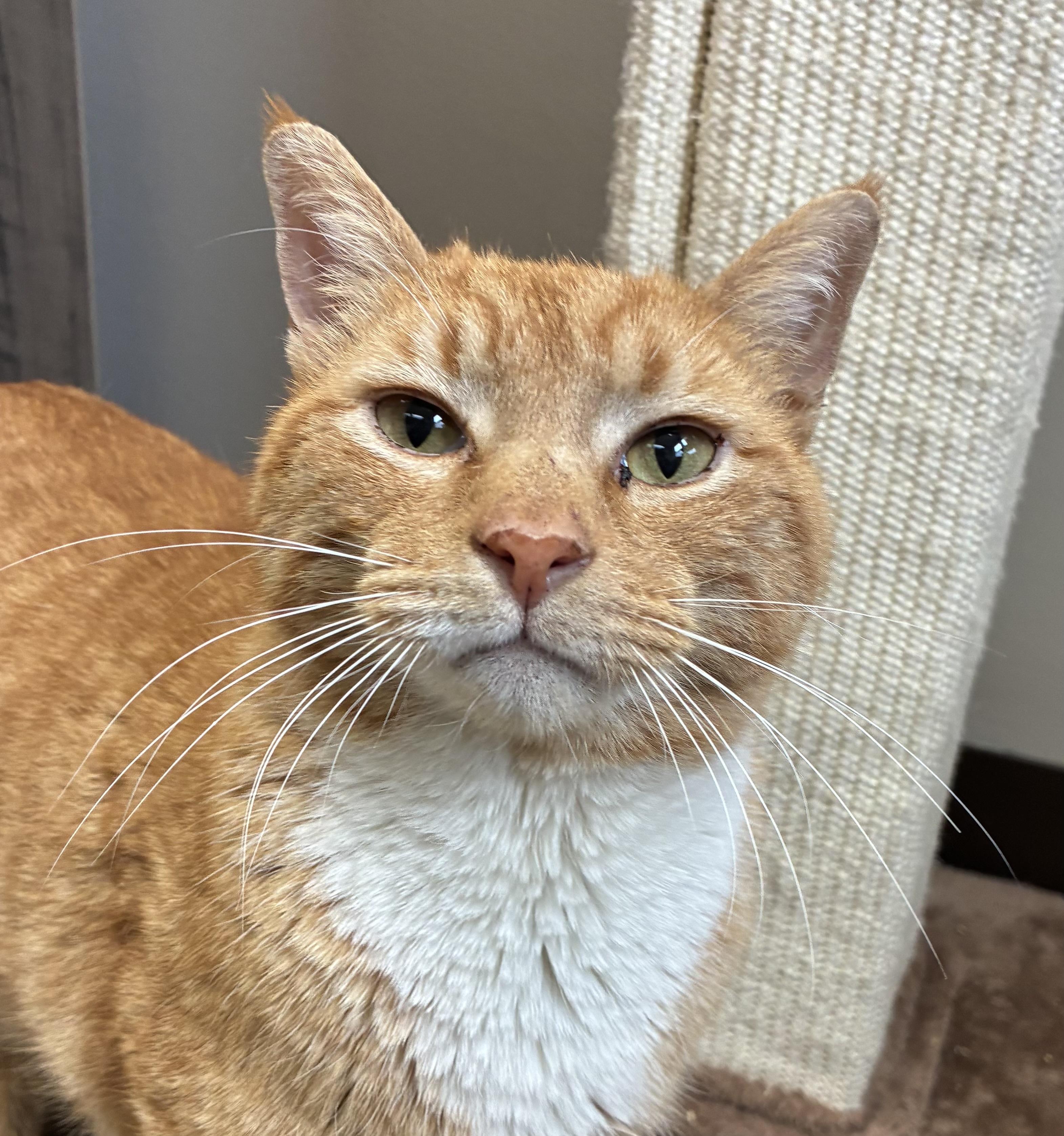 Scoops (FIV+), a Adoptable Domestic Short Hair in Breinigsville, PA image 2/3