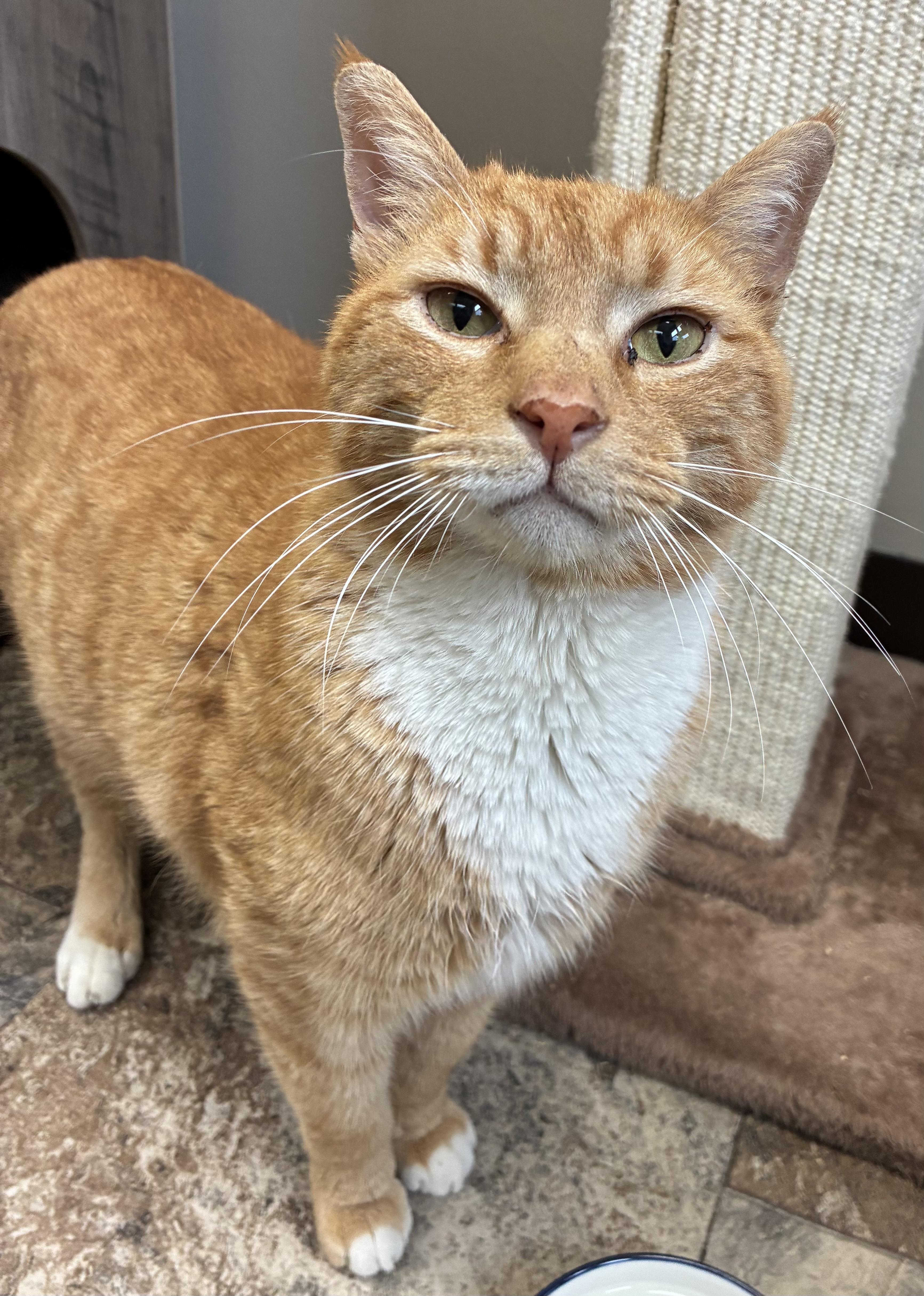 Scoops (FIV+), a Adoptable Domestic Short Hair in Breinigsville, PA image 3/3