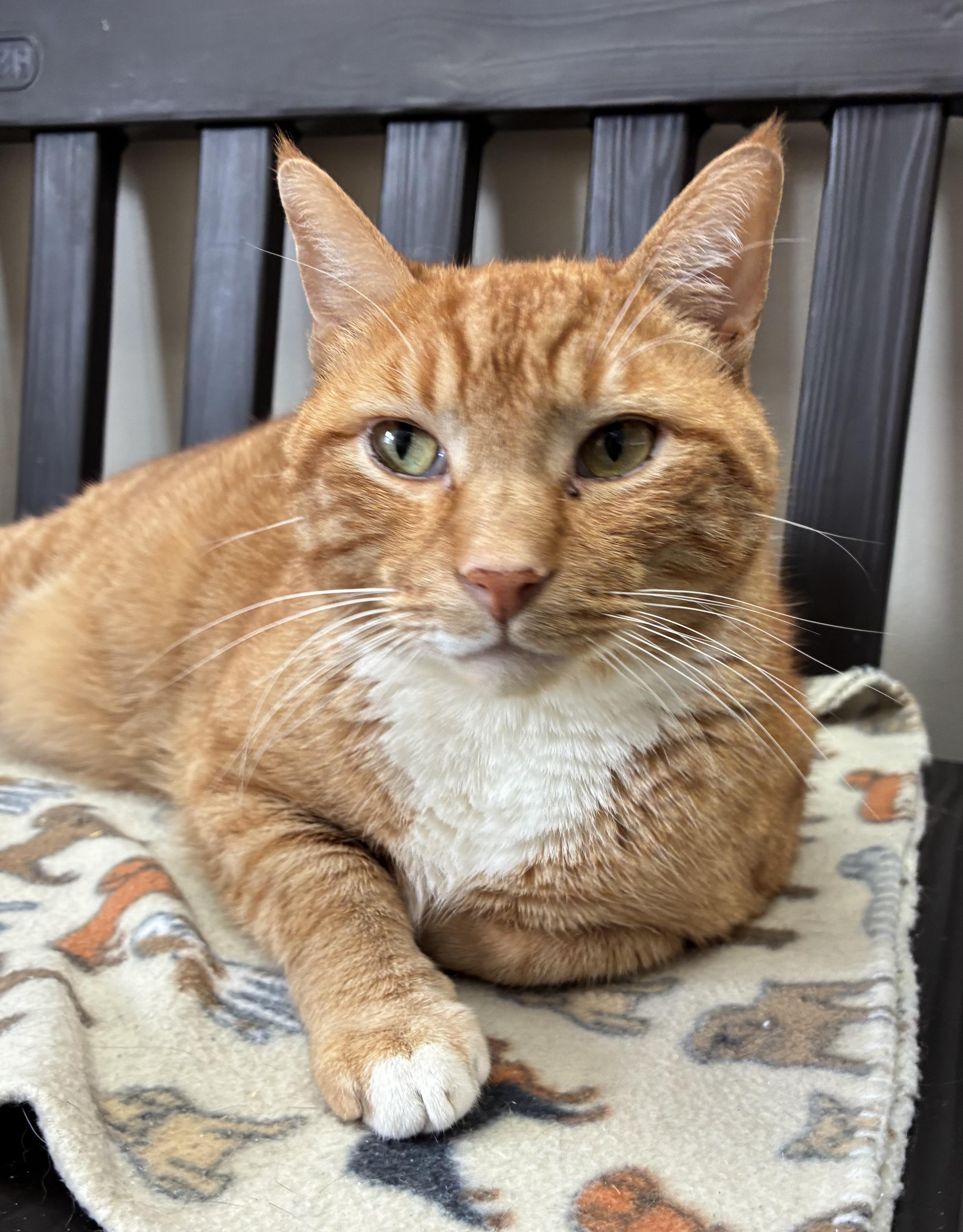 Enlarge Scoops (FIV+), a Adoptable Domestic Short Hair in Breinigsville, PA image 1/4