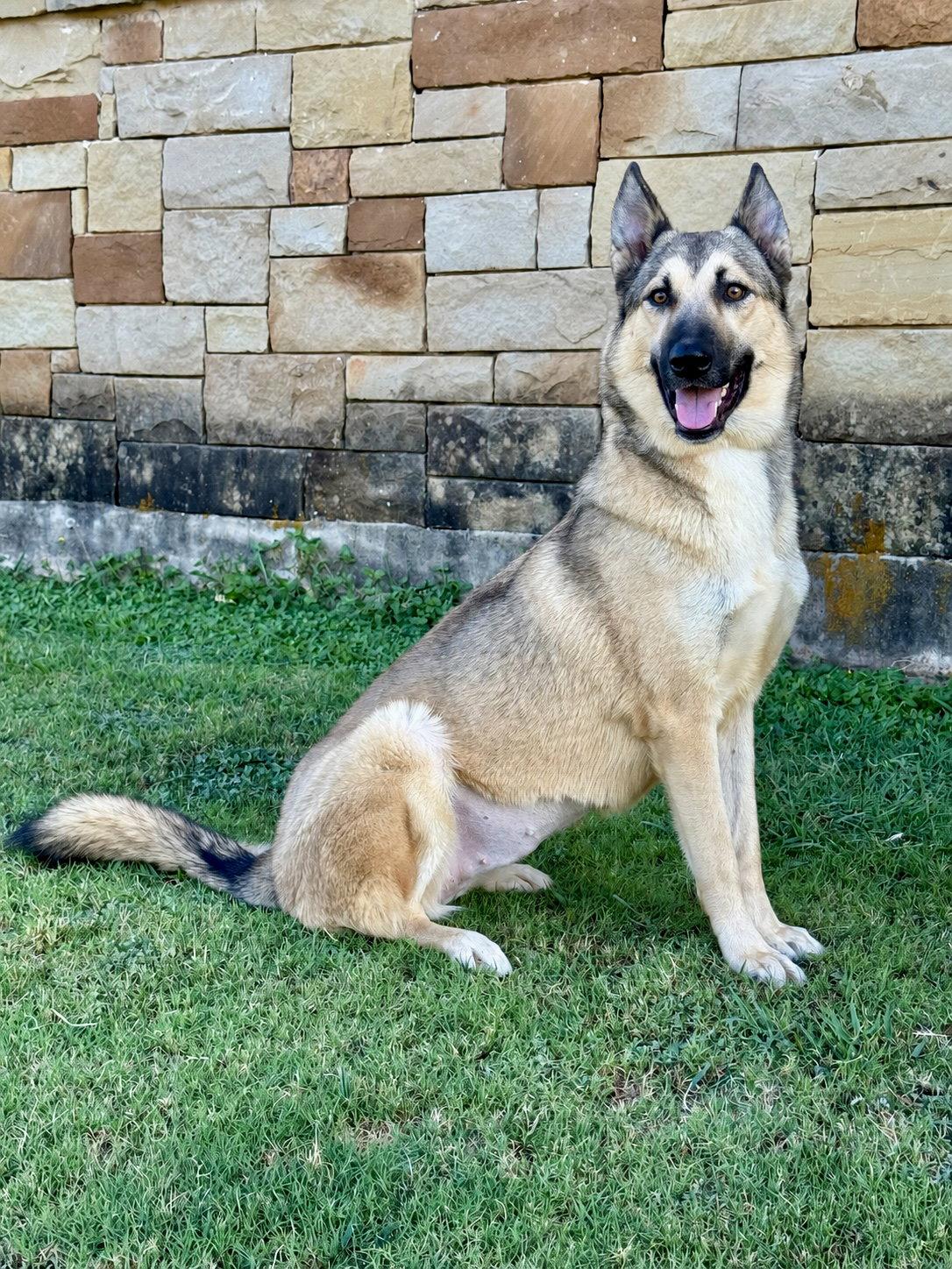 Enlarge Priscilla, a Adoptable German Shepherd Dog in Helotes, TX image 1/3