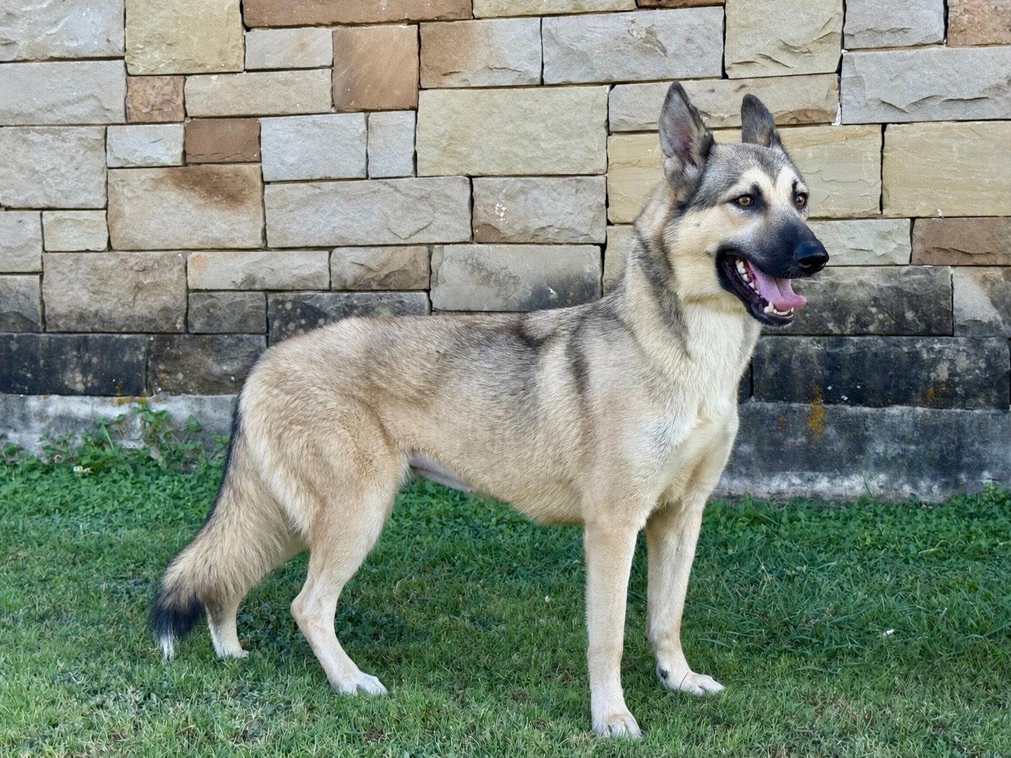 Enlarge Priscilla, a Adoptable German Shepherd Dog in Helotes, TX image 2/3