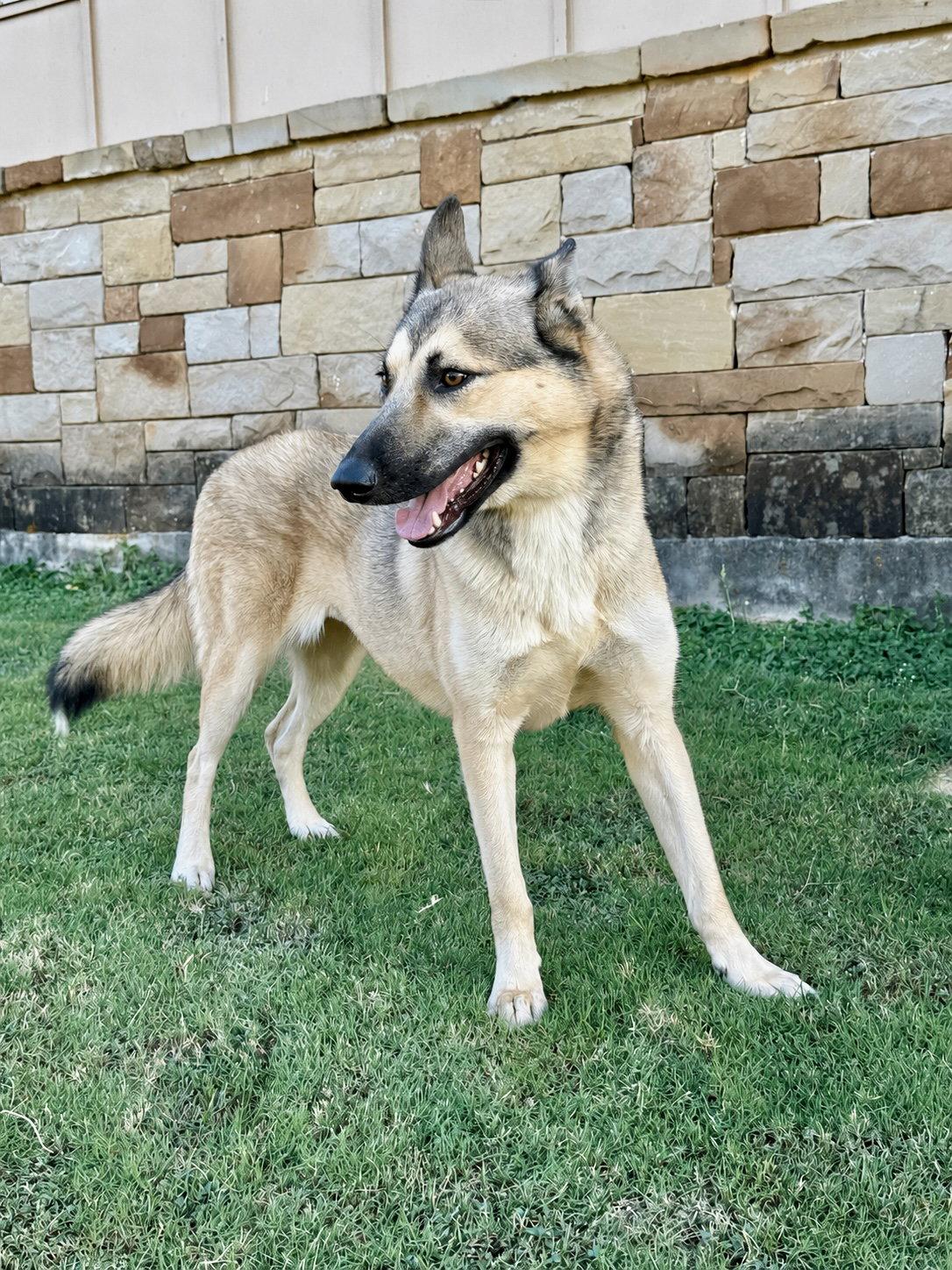 Enlarge Priscilla, a Adoptable German Shepherd Dog in Helotes, TX image 3/3
