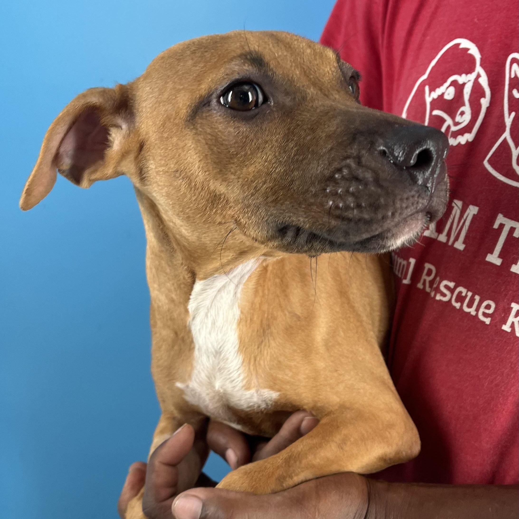 Conner  Local Nov thumbnail 5