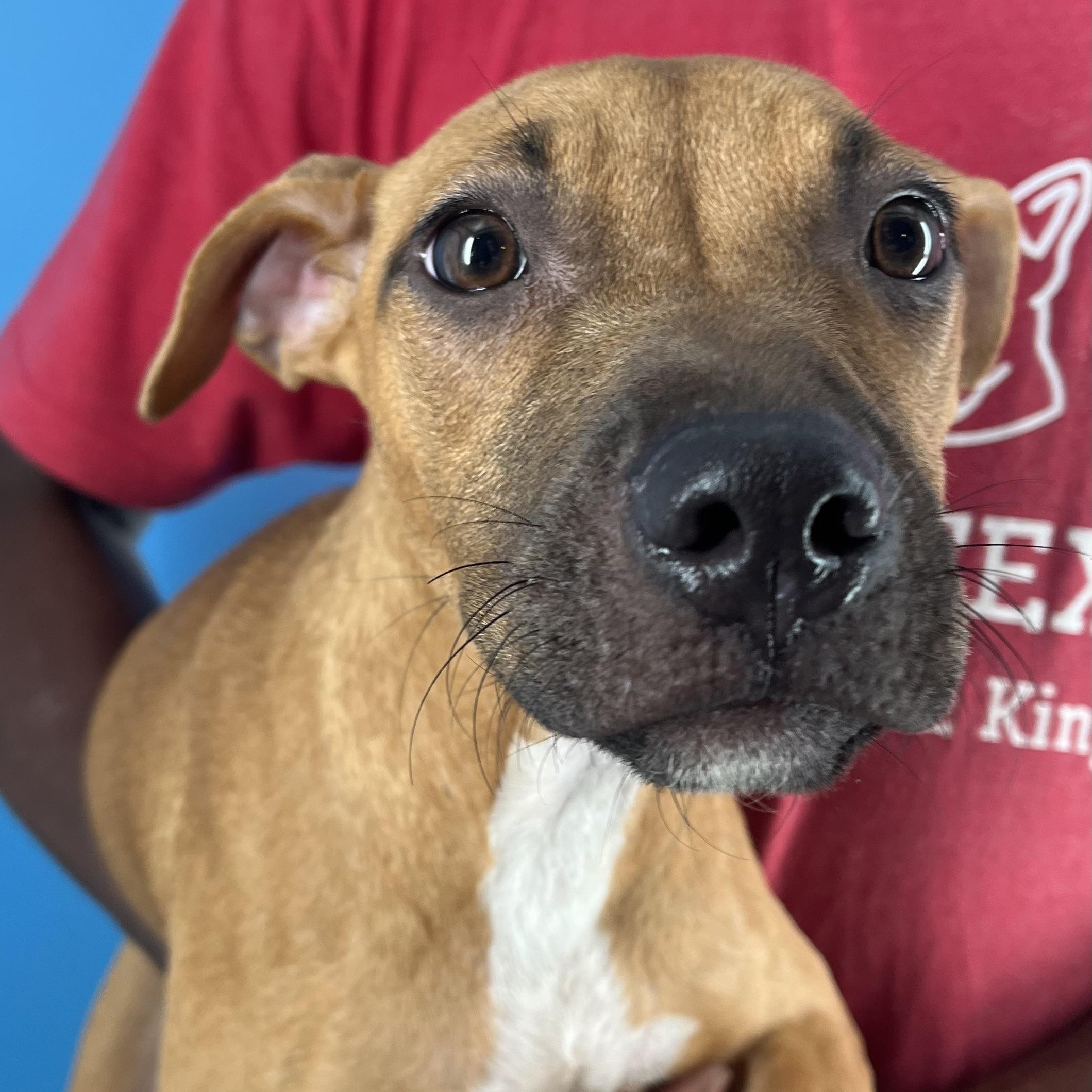 Conner  Local Nov thumbnail 4