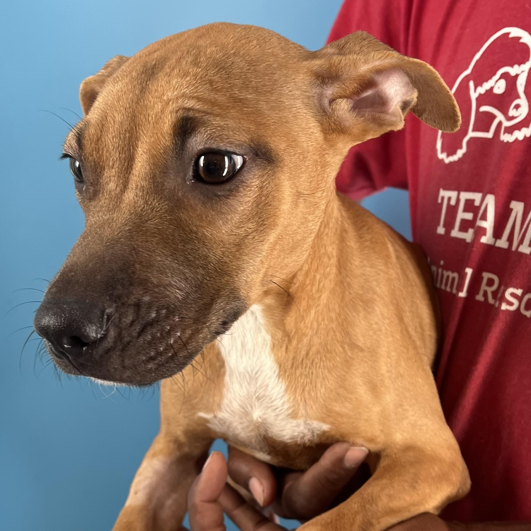 Conner  Local Nov thumbnail 2