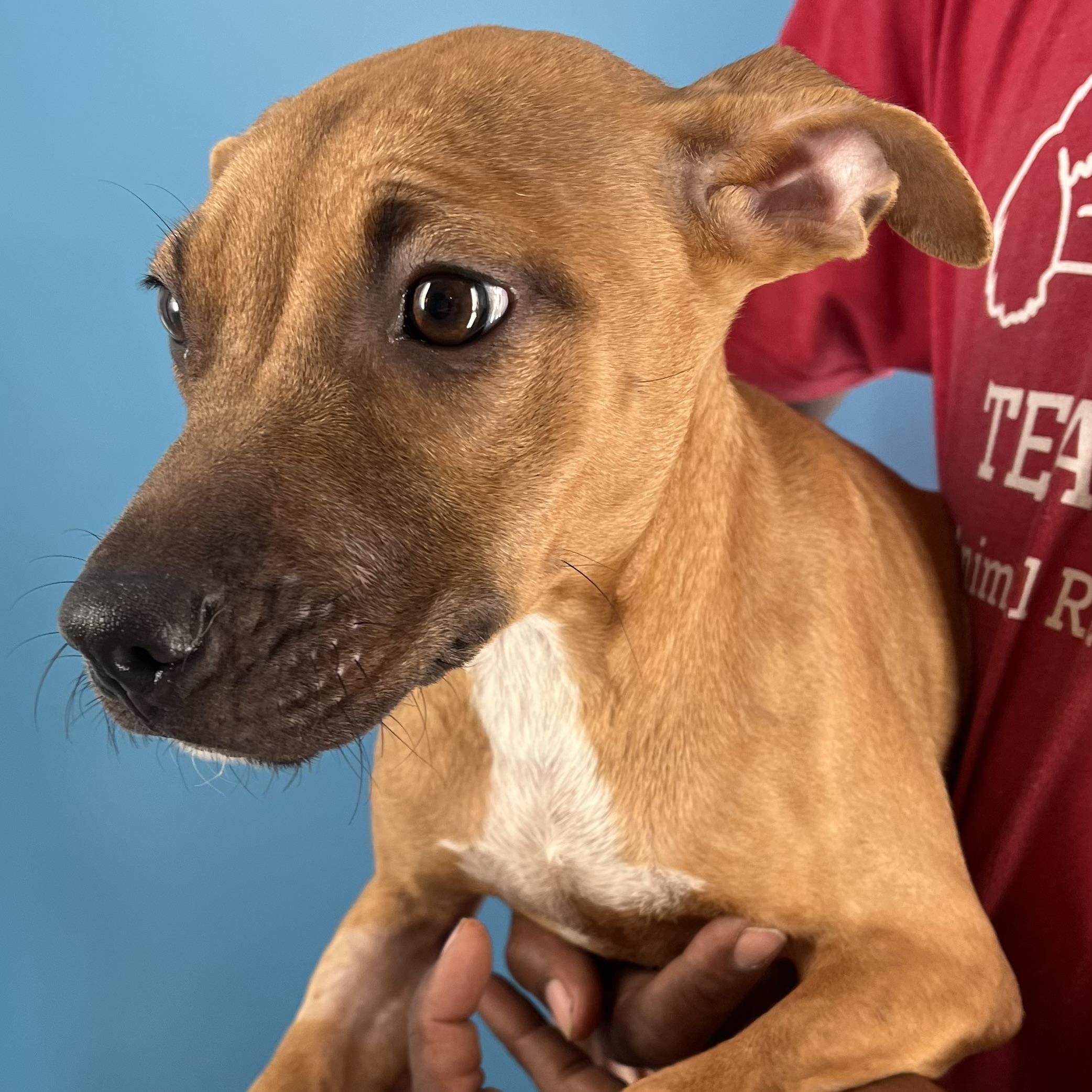 Conner  Local Nov thumbnail 3