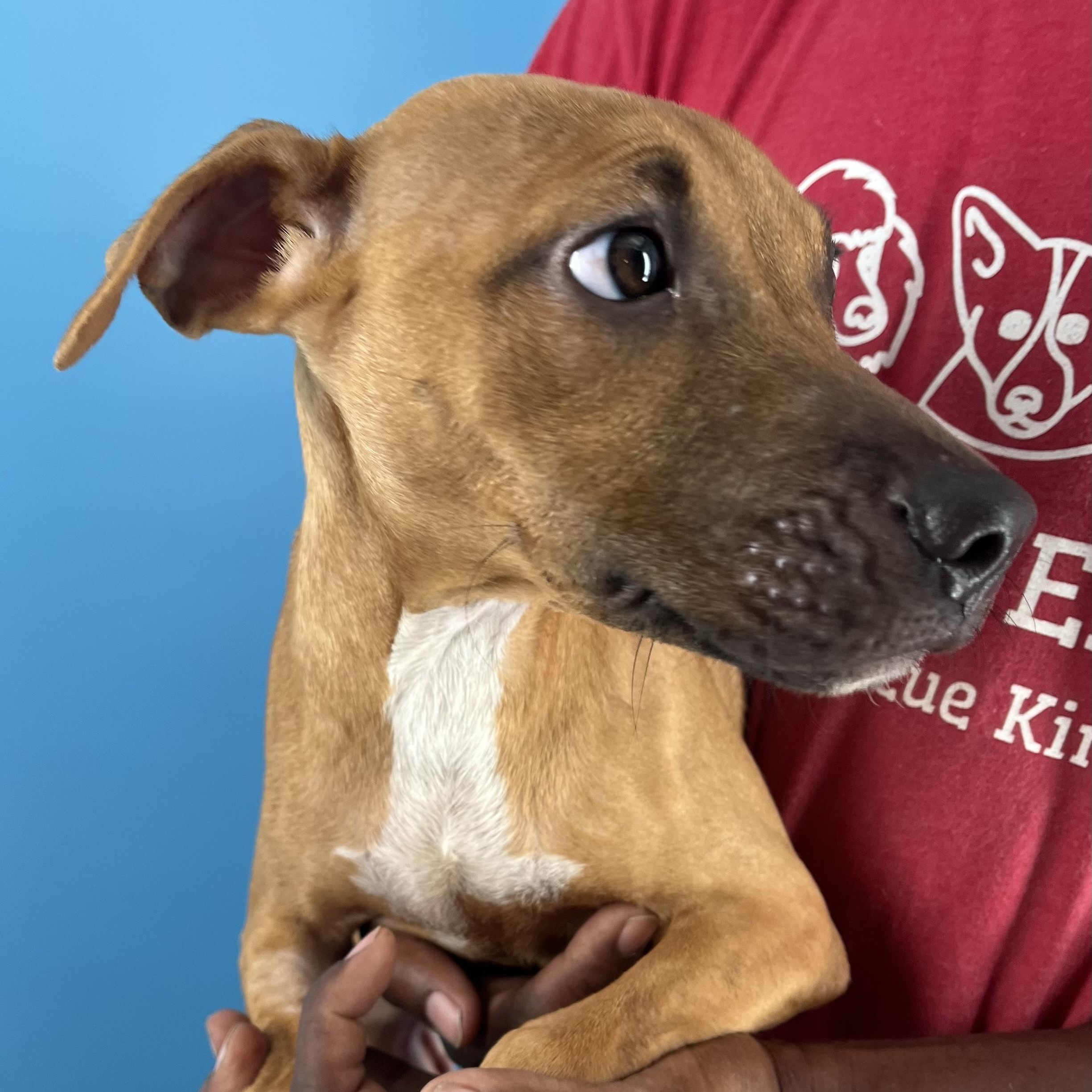 Conner  Local Nov thumbnail 6