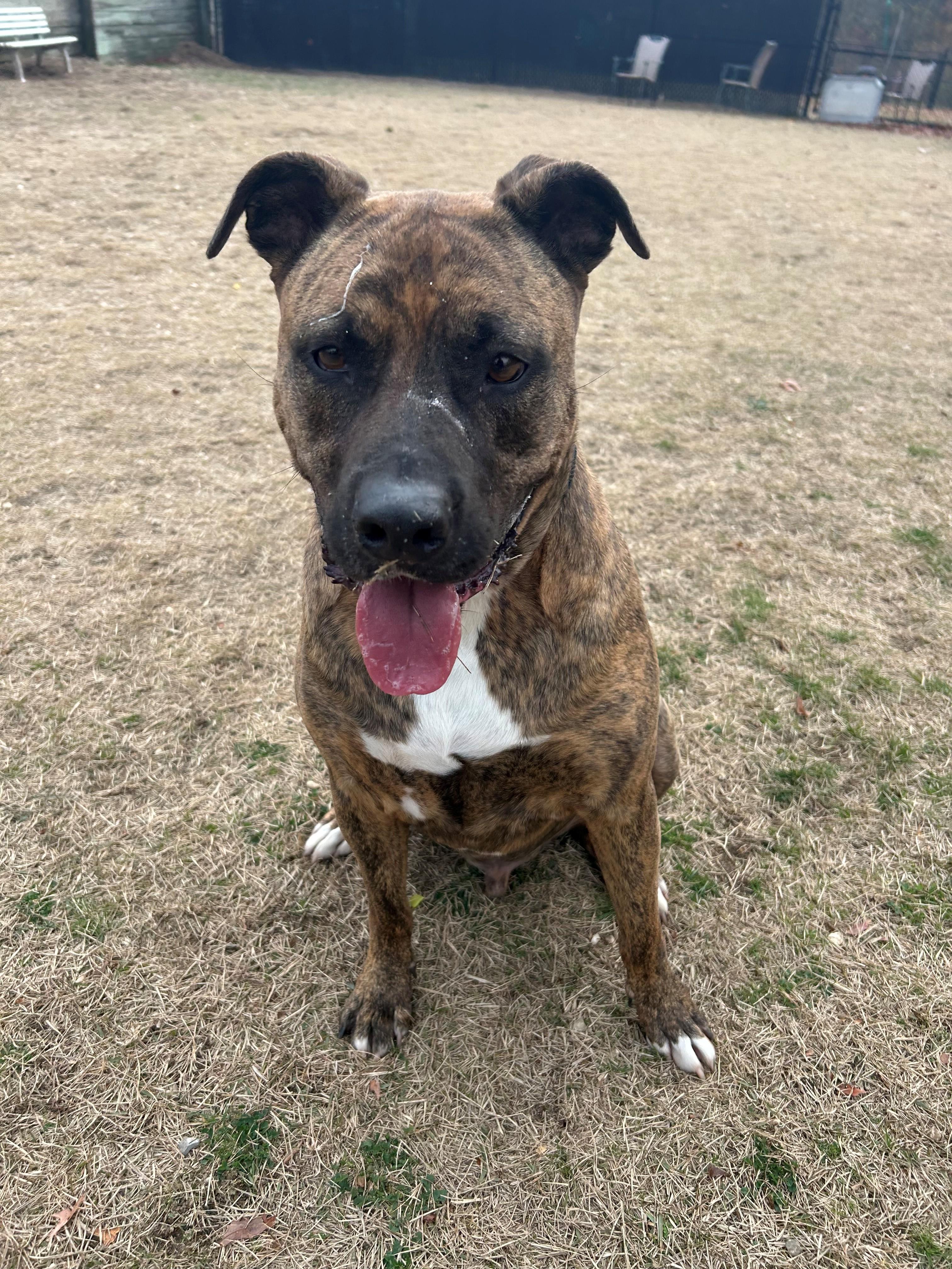 Arthur, Adopted, Adult Male Pit Bull Terrier.