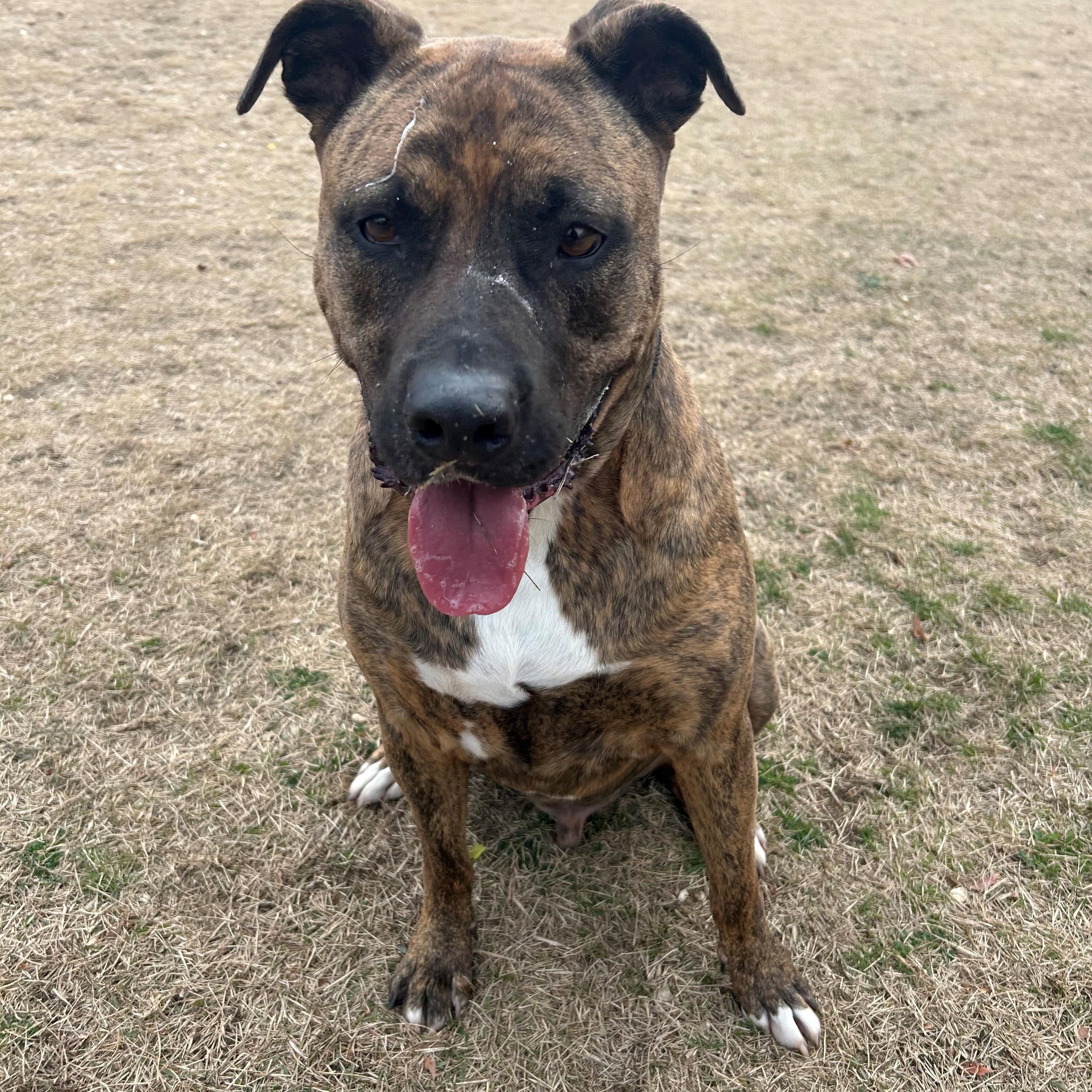 Enlarge Arthur, a Adopted mixed breed in East Northport, NY image 2/2