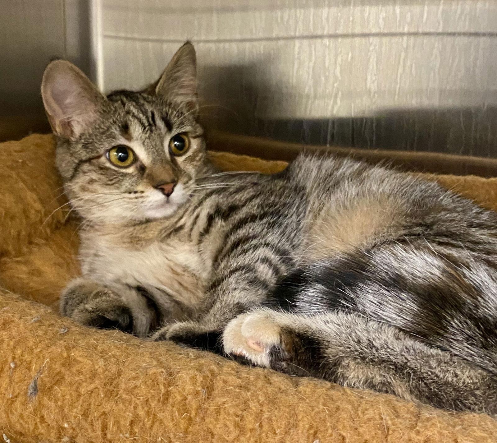 Daisy, Adoptable, Young Female Domestic Short Hair & Torbie.