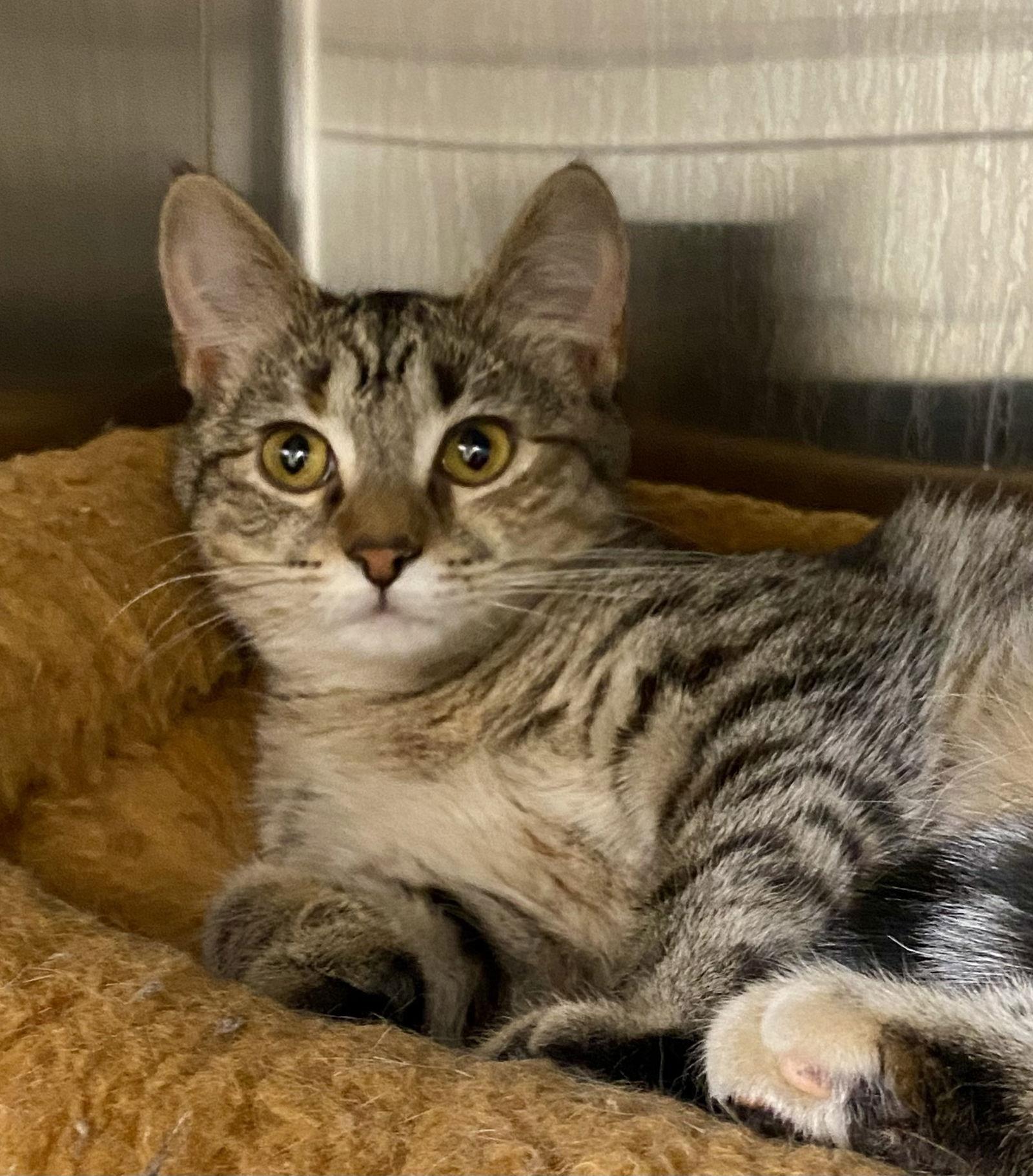 Daisy, a Adoptable mixed breed in Fargo, ND image 2/2