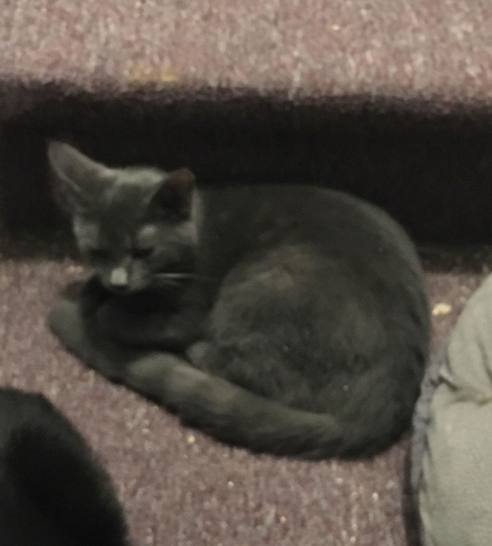 Sheri bonded with Alison, a Adoptable Domestic Short Hair in Macedonia, OH image 1/6