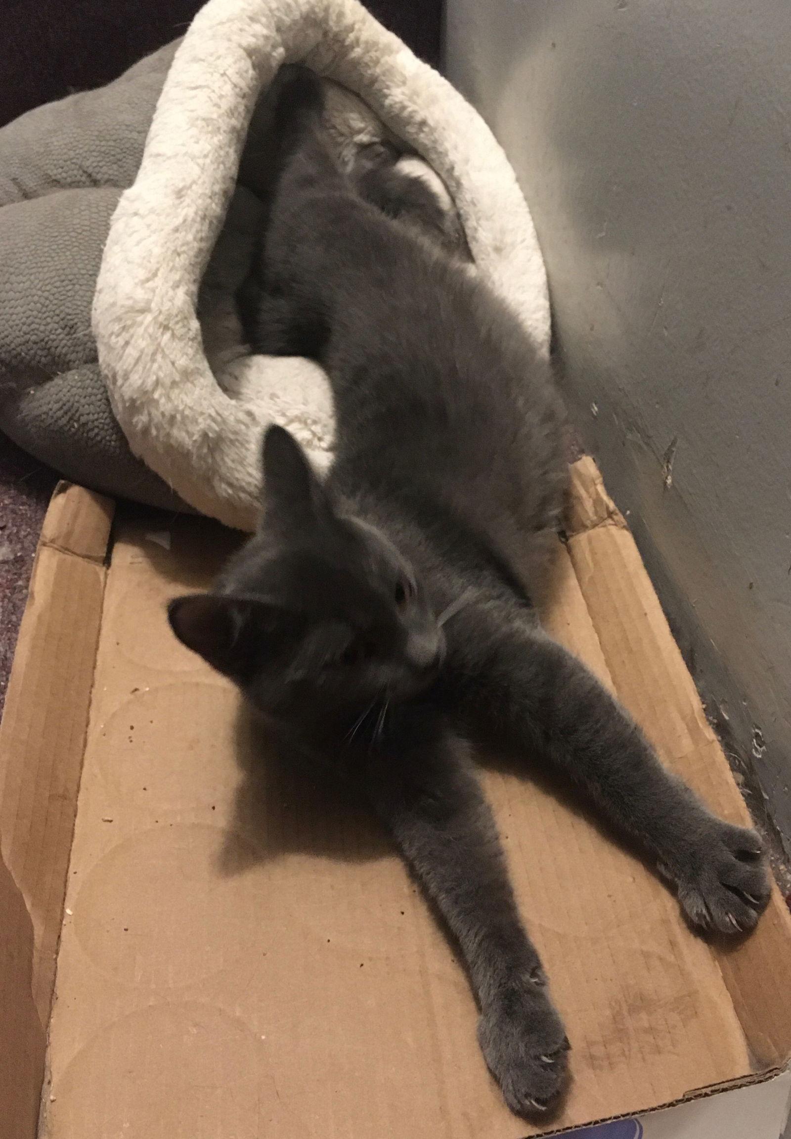 Sheri bonded with Alison, a Adoptable Domestic Short Hair in Macedonia, OH image 2/6