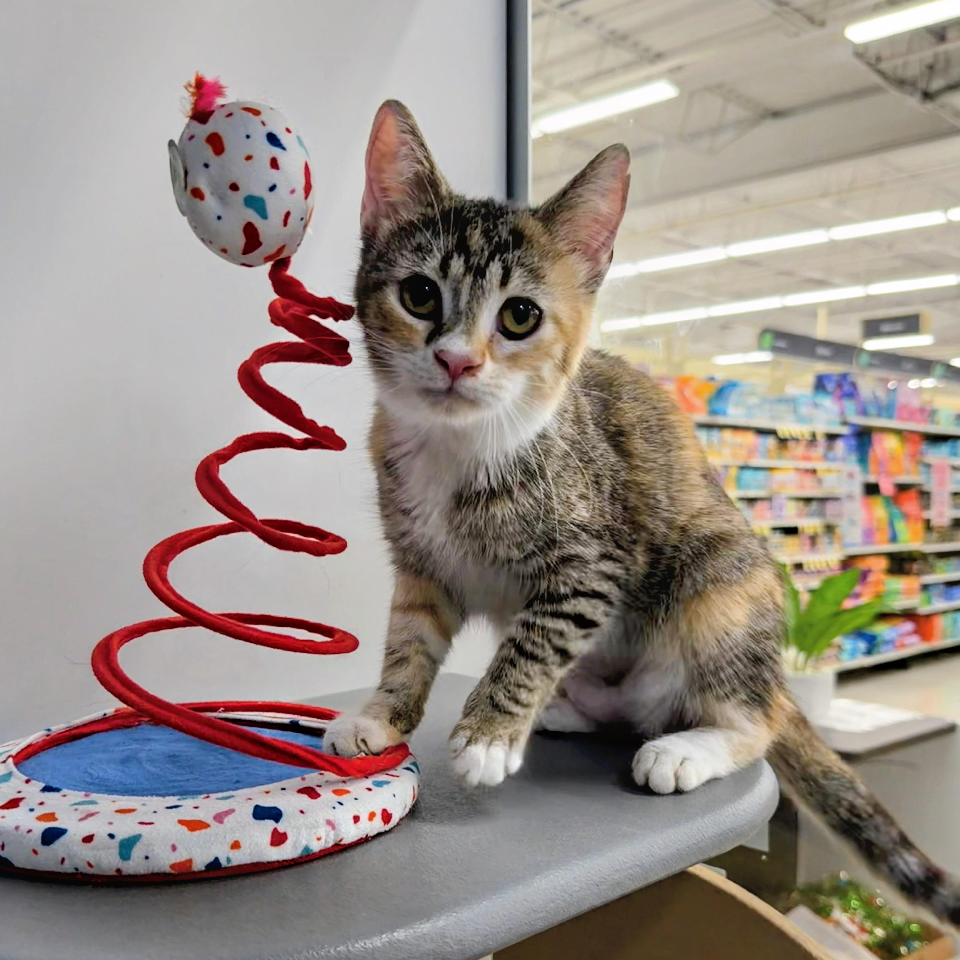 Peggy Sue, adopted, Kitten Female Domestic Short Hair.