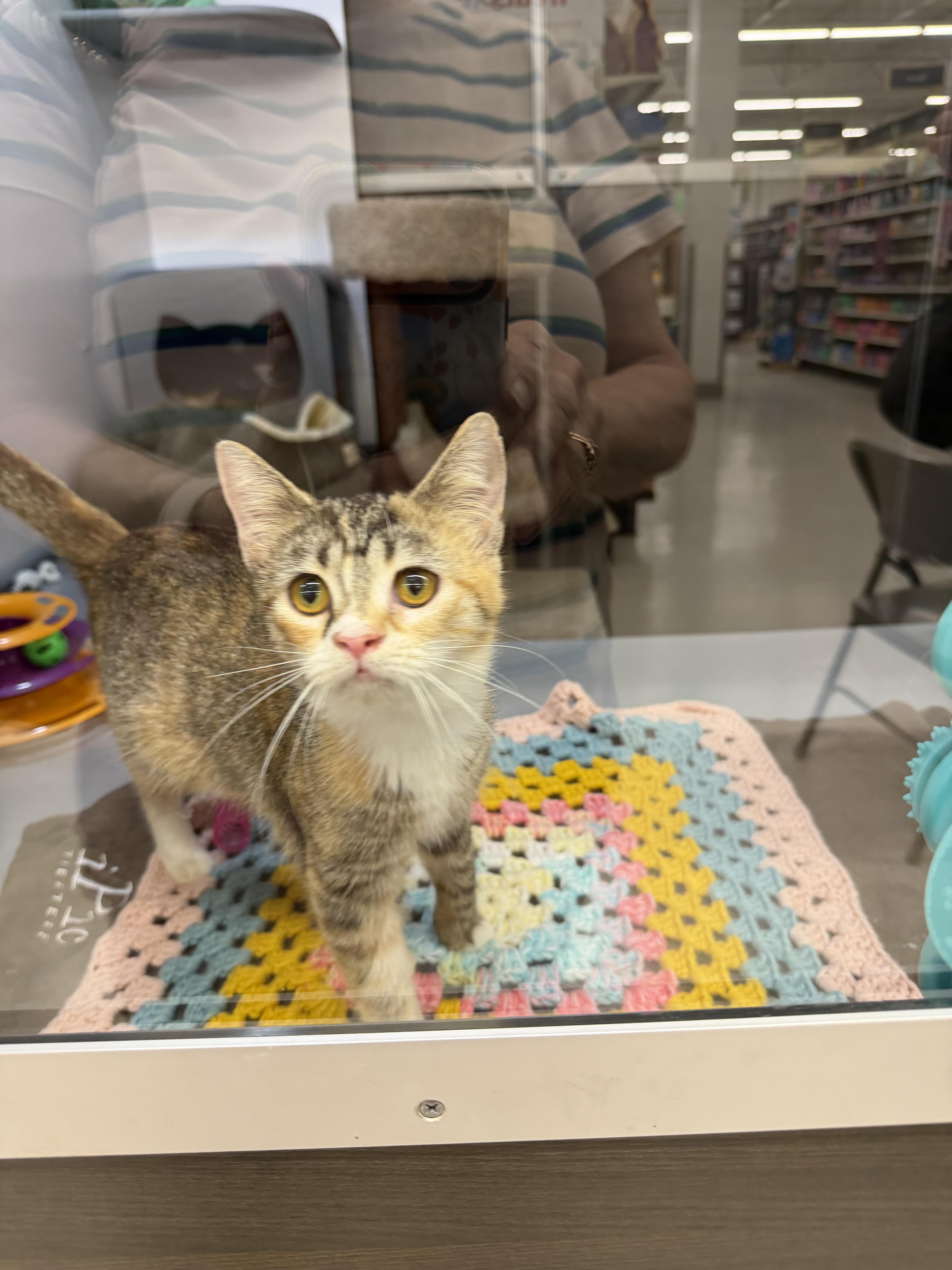 Peggy Sue, an adopted Domestic Short Hair in Syosset, NY image 3/6
