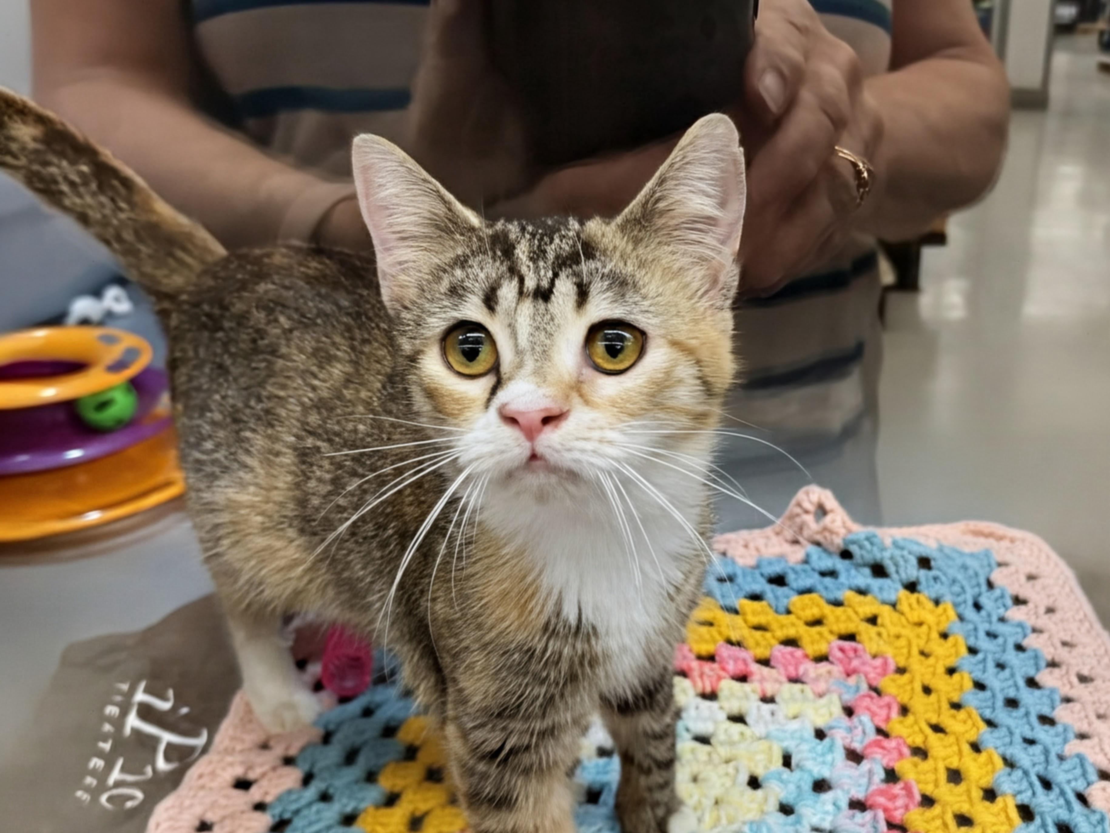 Peggy Sue, an adopted Domestic Short Hair in Syosset, NY image 6/6