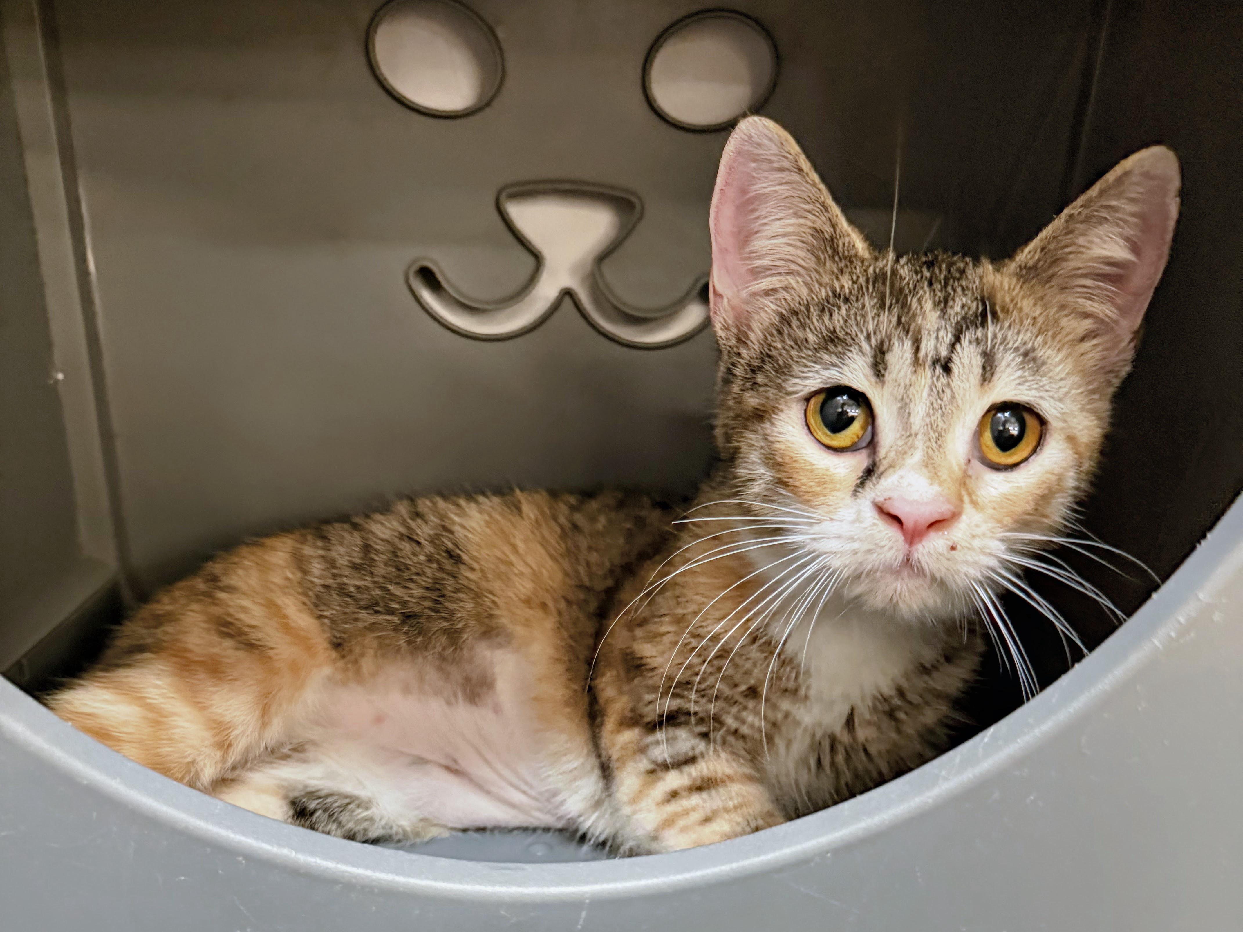Peggy Sue, an adopted Domestic Short Hair in Syosset, NY image 2/6