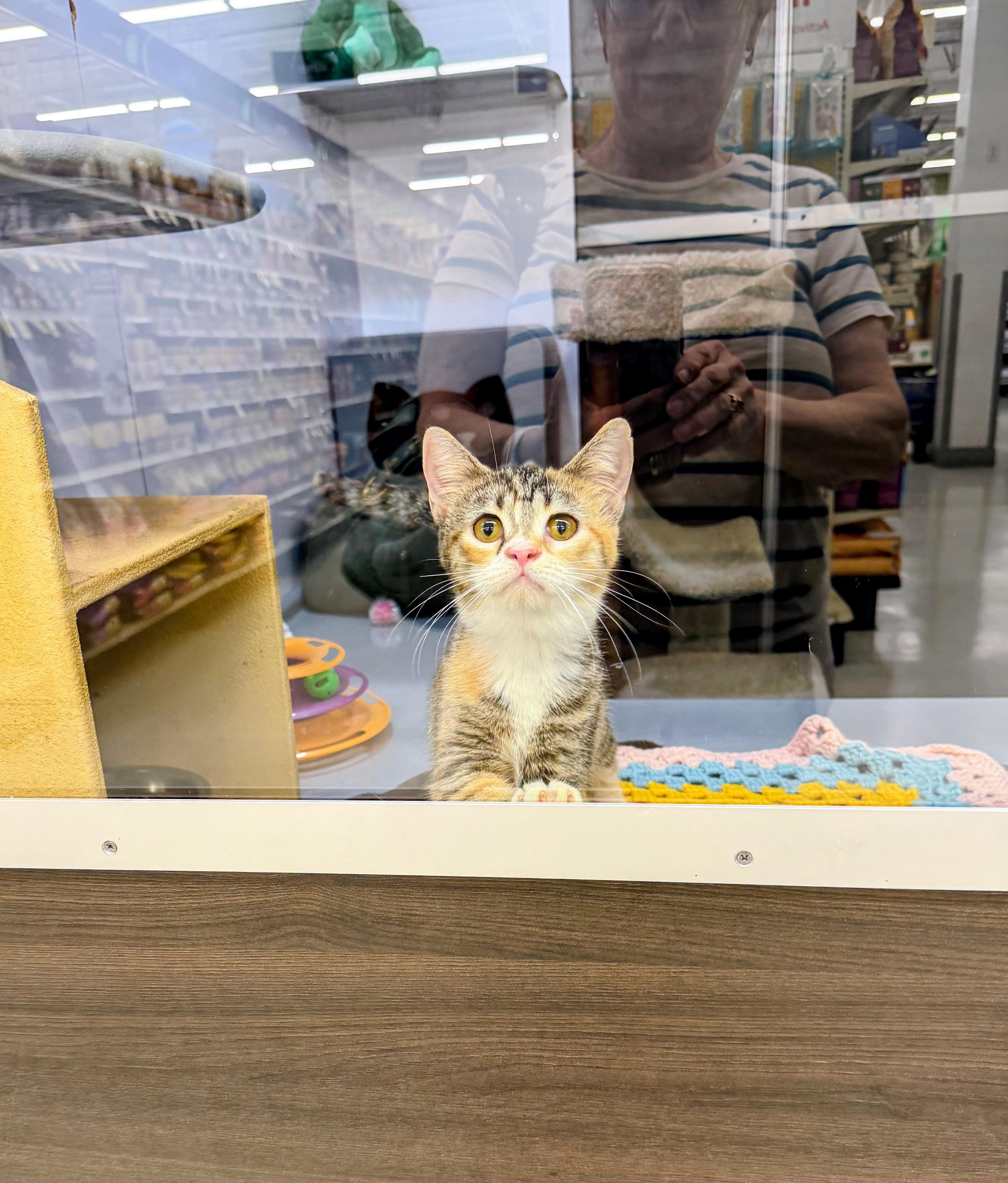 Peggy Sue, an adopted Domestic Short Hair in Syosset, NY image 5/6