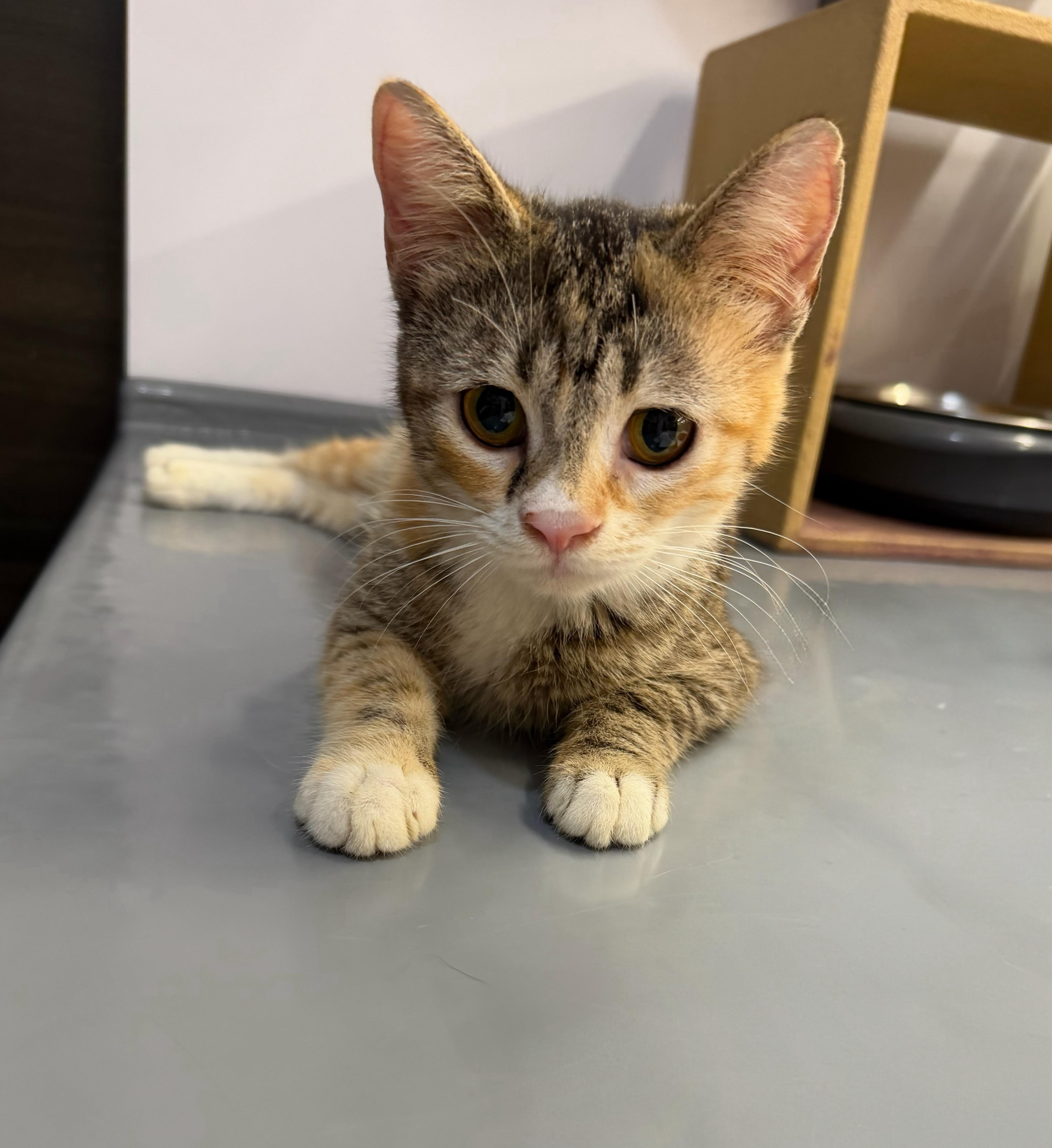 Peggy Sue, an adopted Domestic Short Hair in Syosset, NY image 4/6