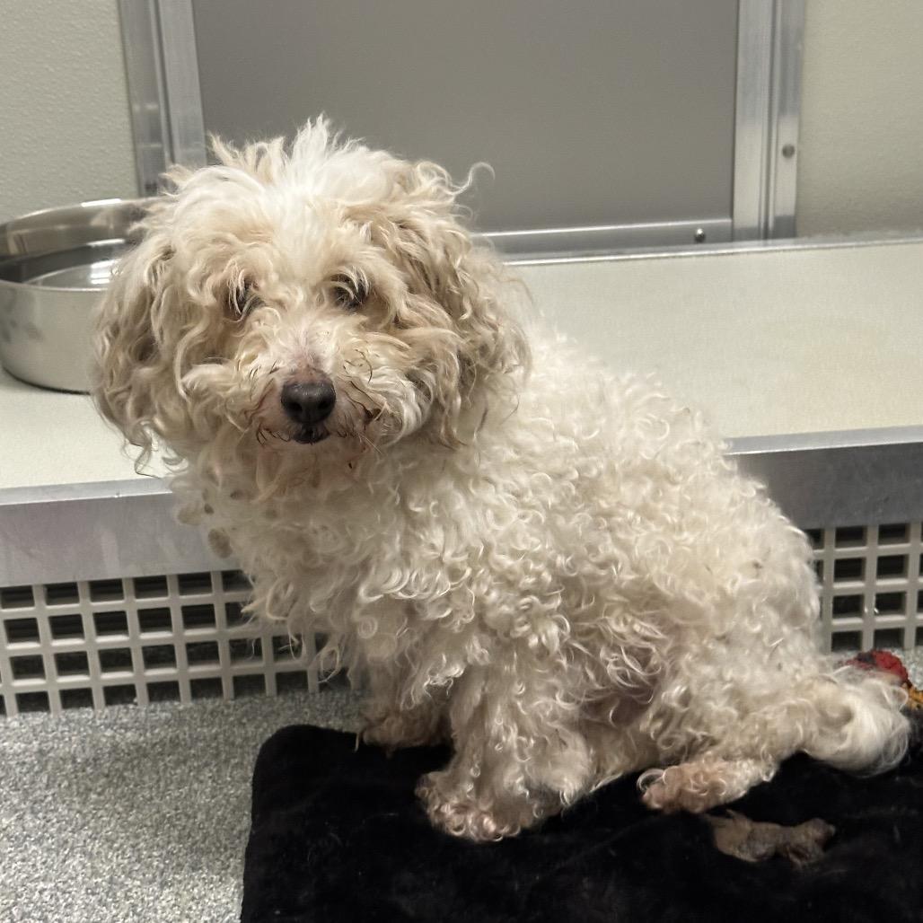 Enlarge Kahla, a Adoptable Mixed Breed in Hinsdale, IL image 1/3