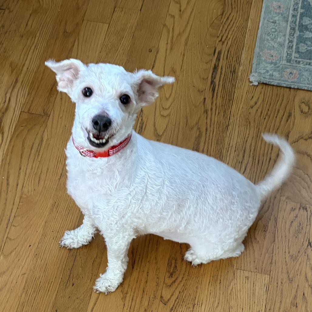 Enlarge Kahla, a Adoptable Mixed Breed in Hinsdale, IL image 2/3