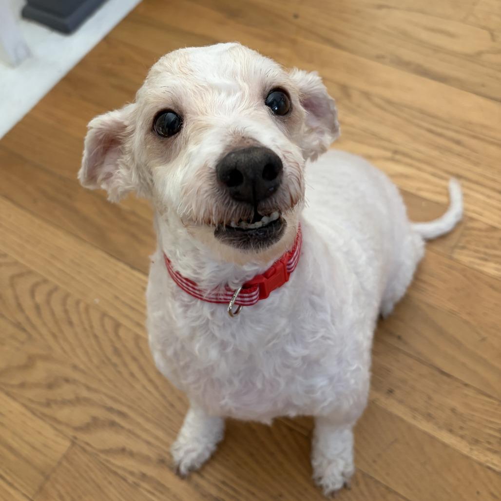 Enlarge Kahla, a Adoptable Mixed Breed in Hinsdale, IL image 3/3