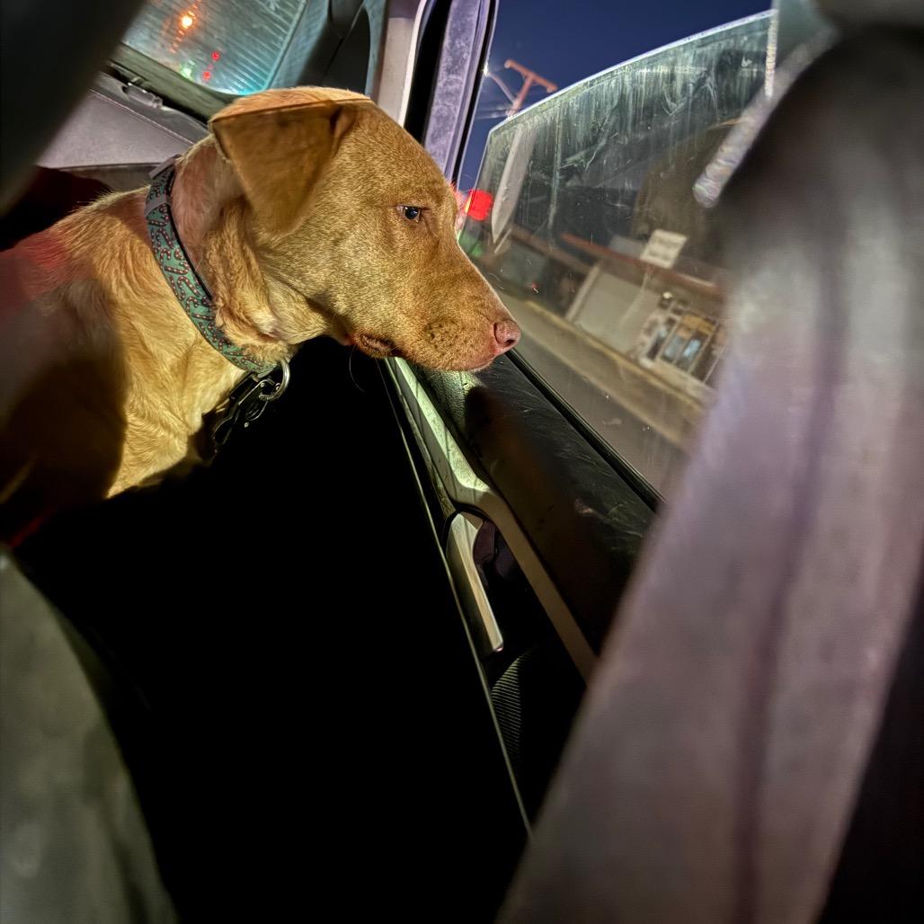 Mercedes, Adoptable, Adult Female Pit Bull Terrier & Cattle Dog.