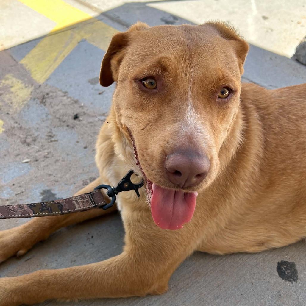 Enlarge Mercedes, a Adoptable mixed breed in Odessa, TX image 2/3