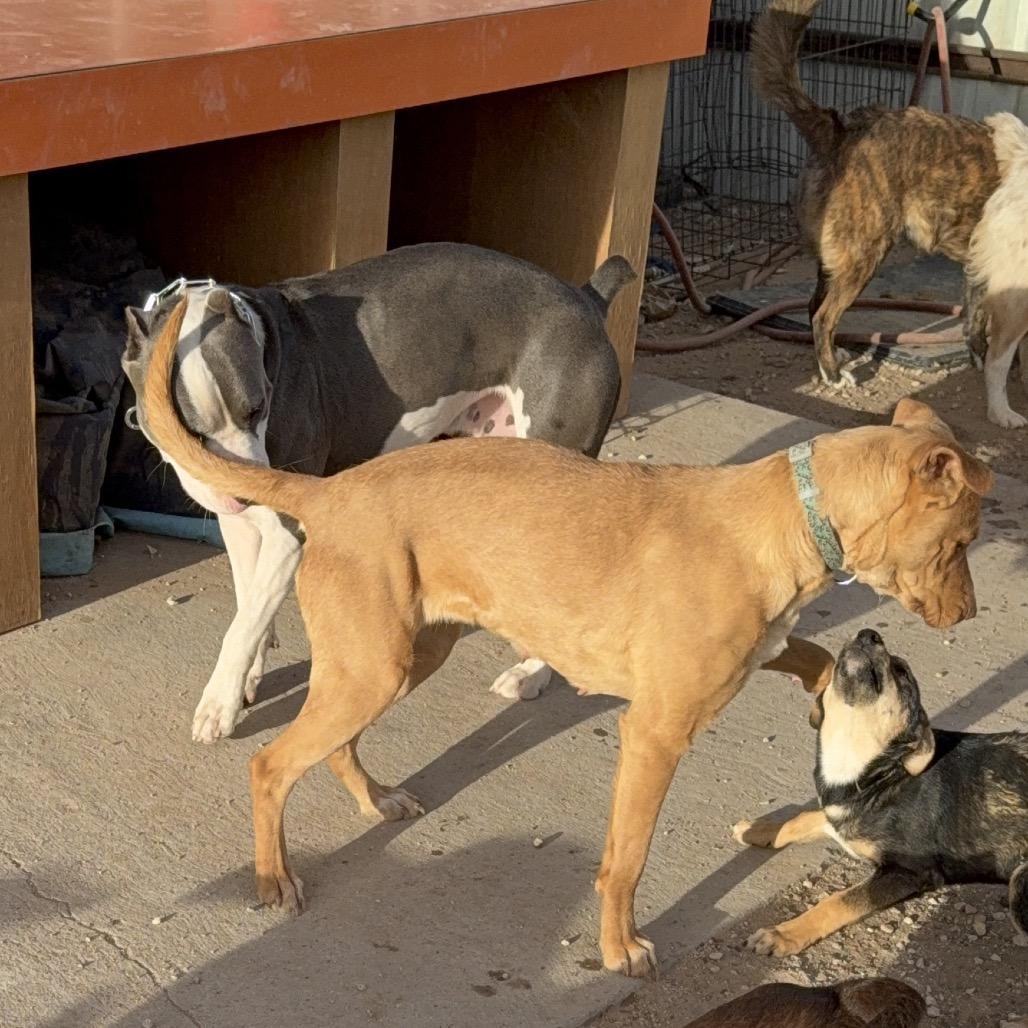 Enlarge Mercedes, a Adoptable mixed breed in Odessa, TX image 3/3