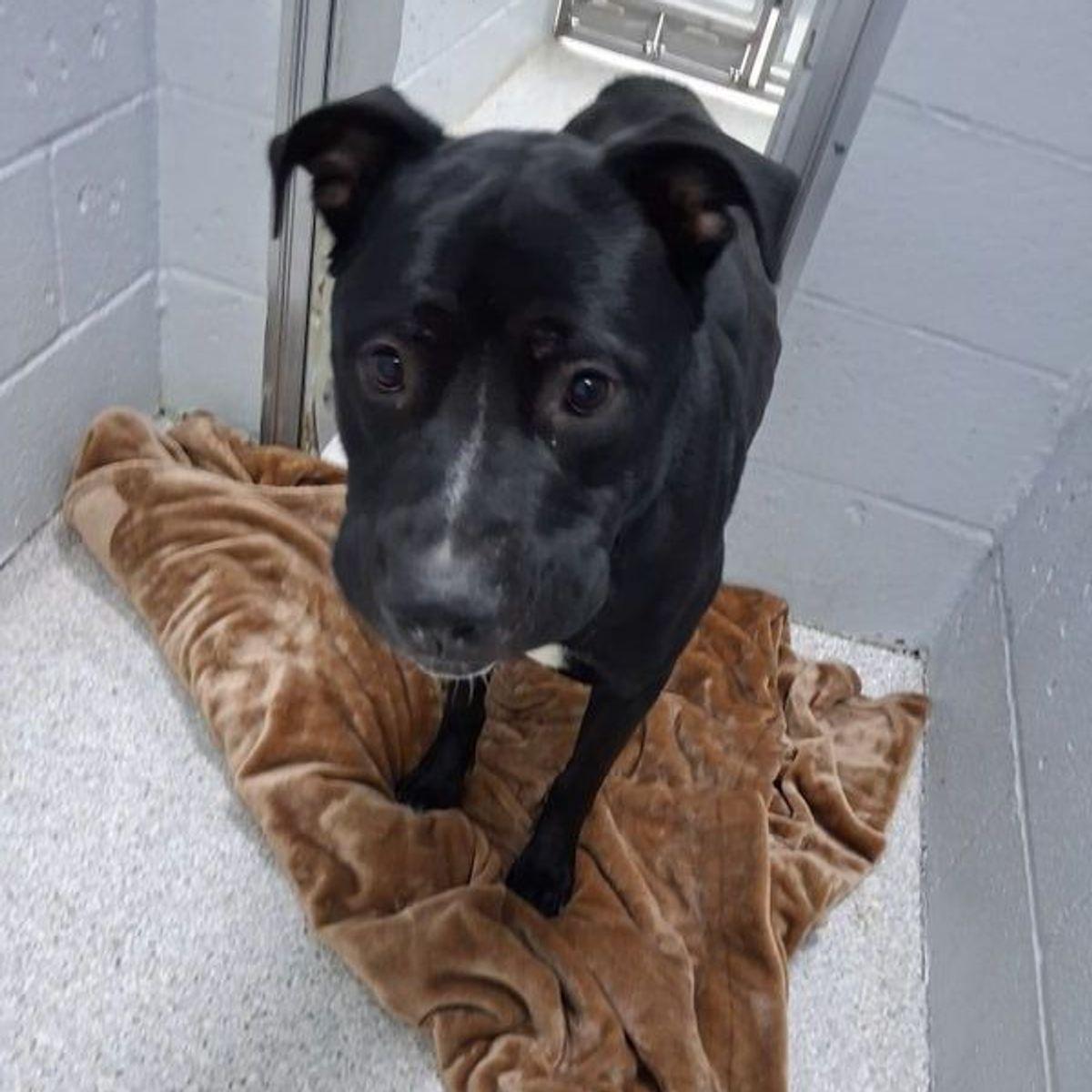 Enlarge Axle, a Adoptable mixed breed in Lake Havasu City, AZ image 1/1