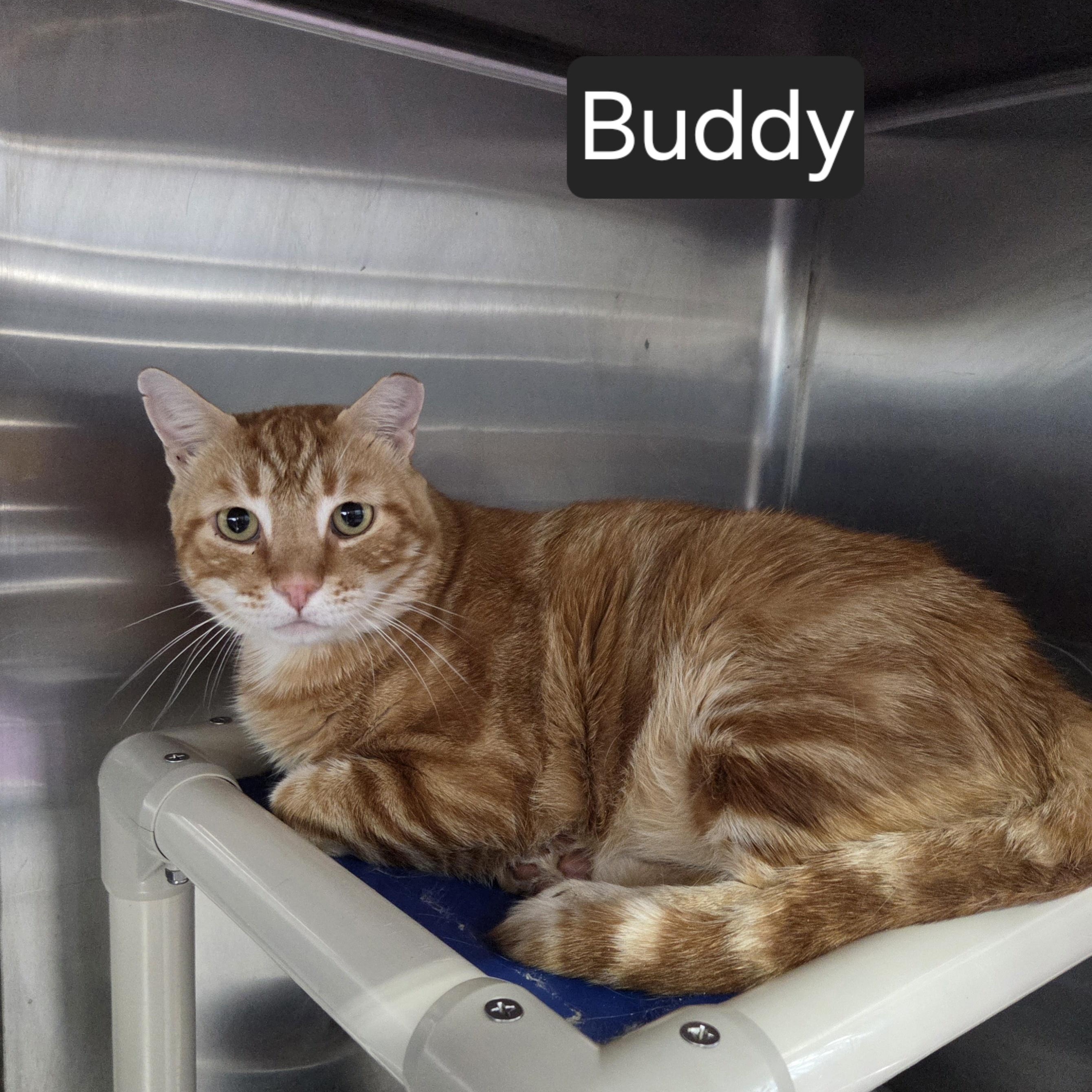 Buddy, adopted, Adult Male Domestic Short Hair.