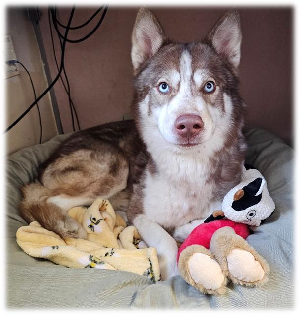 CYRUS, Adoptable, Young Male Siberian Husky & Mixed Breed.