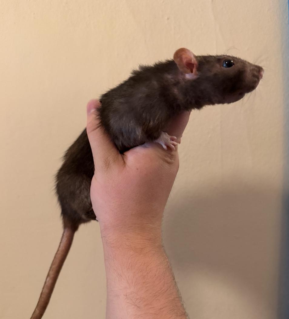 Elvira & Seraphim BONDED, a ADOPTABLE Rat in Minneapolis, MN image 1/2