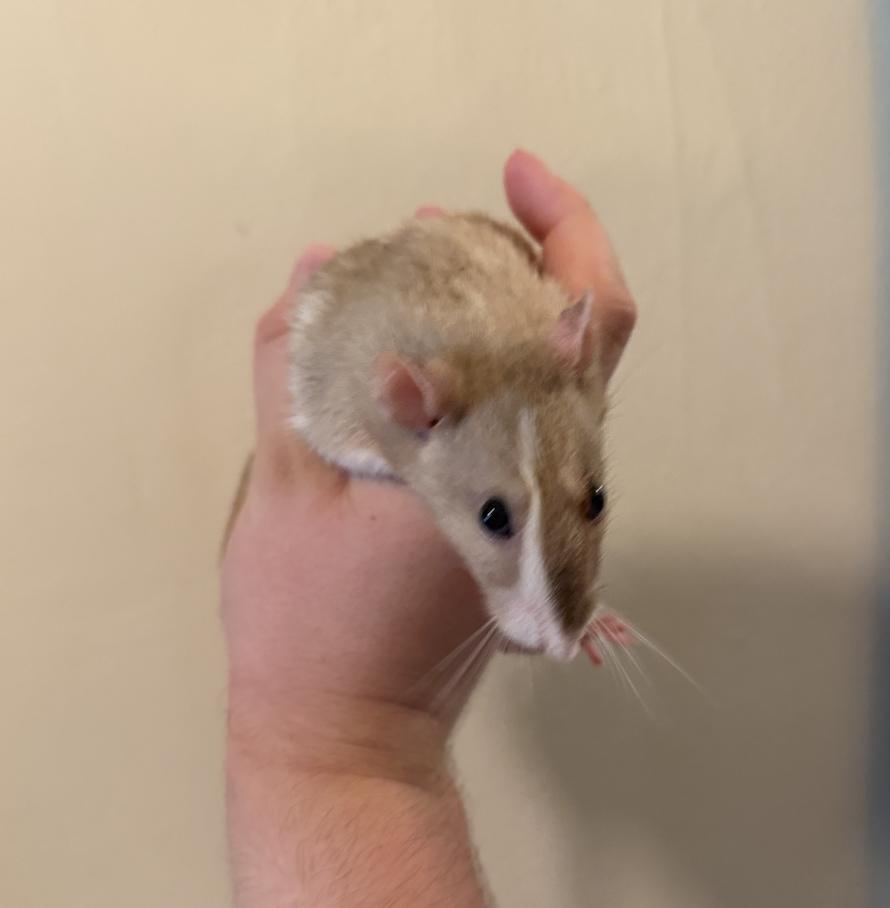 Elvira & Seraphim BONDED, a ADOPTABLE Rat in Minneapolis, MN image 2/2
