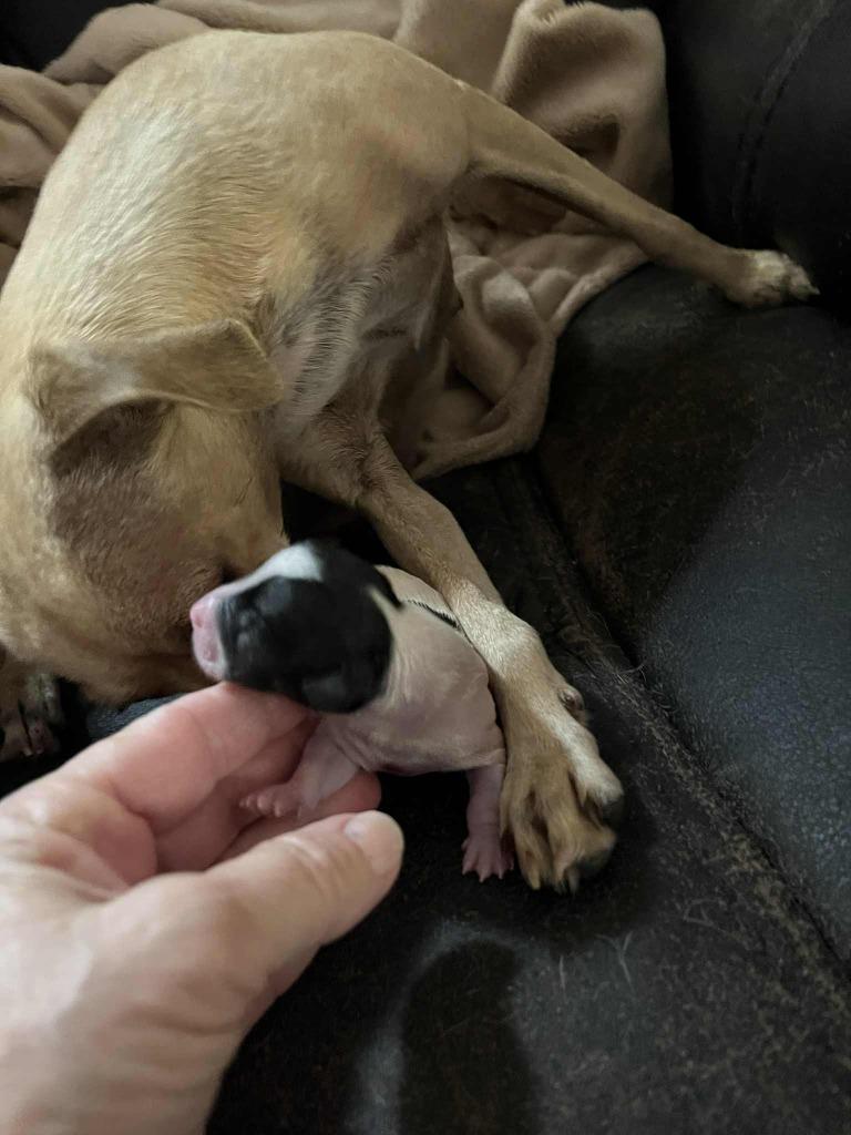 Mia pup 1, Adoptable, Puppy Male Chihuahua & Rat Terrier.