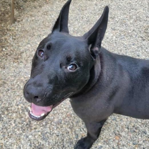 Enlarge Dennis, a Adoptable mixed breed in Marseilles, IL image 2/2