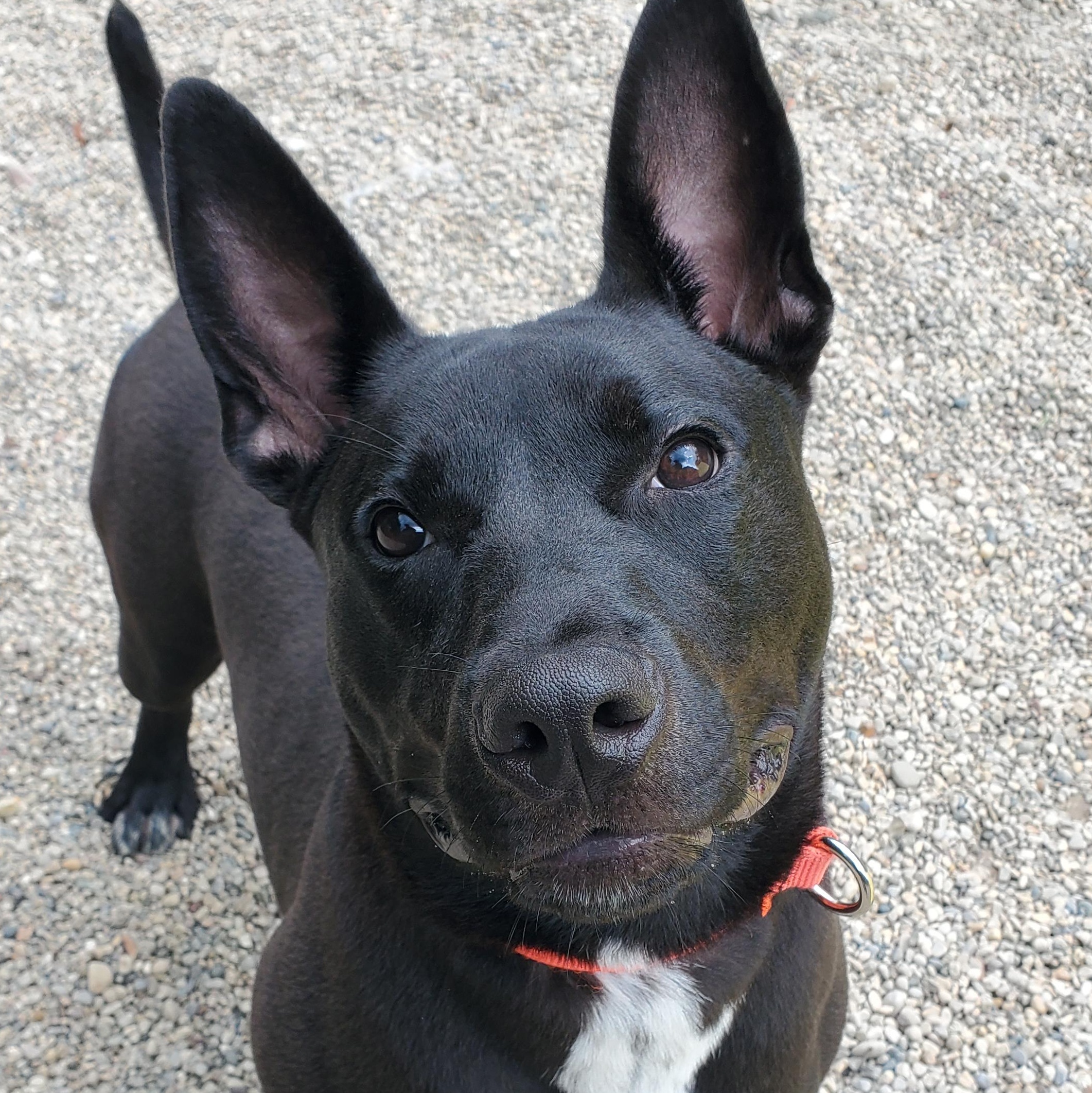 Dennis, Adoptable, Young Male Shepherd & Terrier.