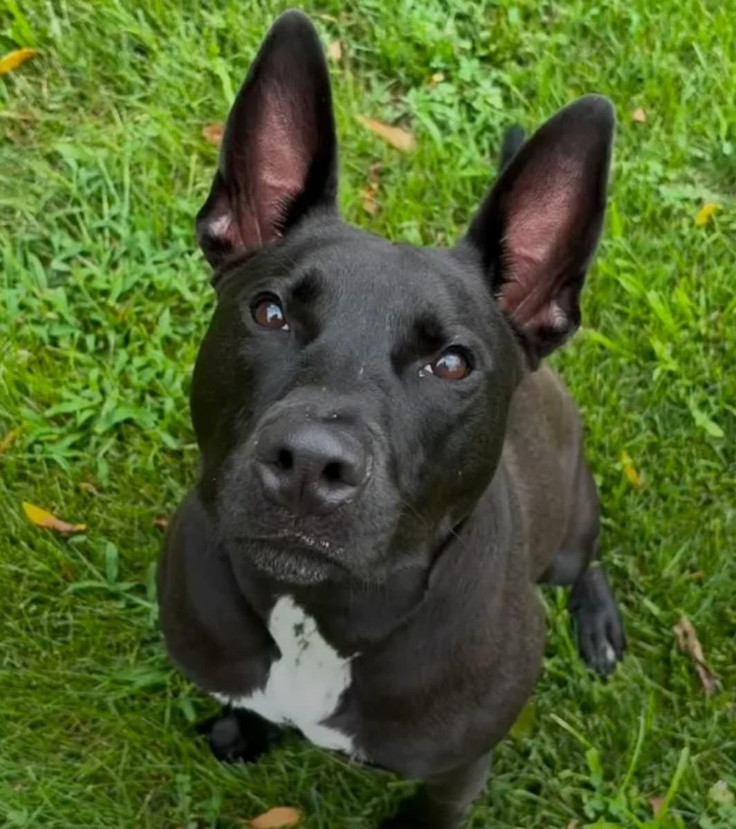 Enlarge Dennis, a Adoptable mixed breed in Marseilles, IL image 1/1