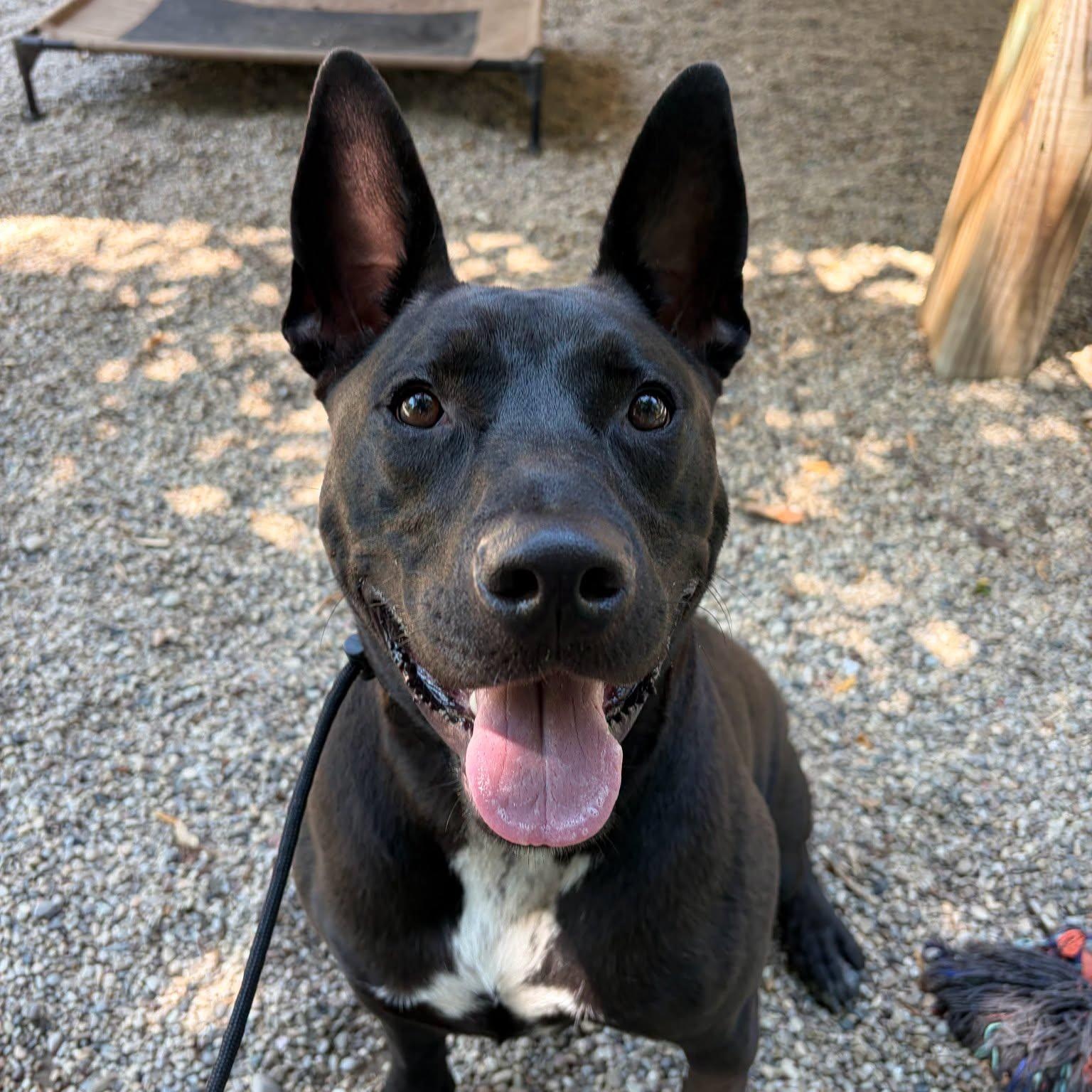Dennis, Adoptable, Young Male Shepherd & Terrier.