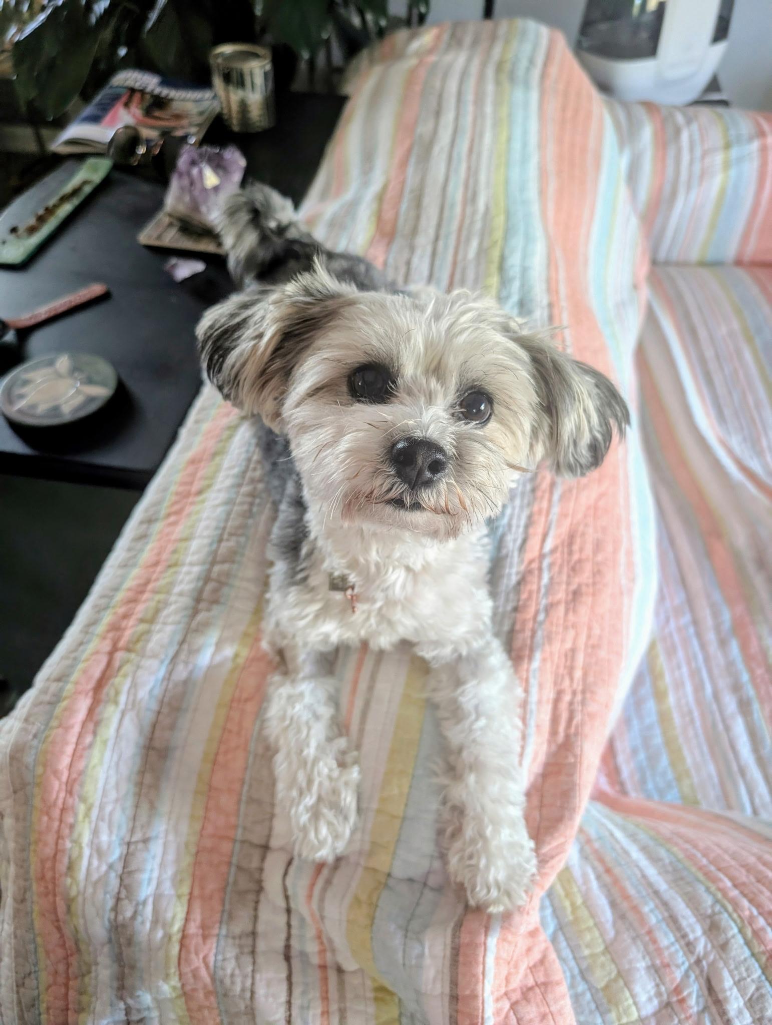 Enlarge Winnie, a ADOPTABLE mixed breed in Fort Collins, CO image 4/6