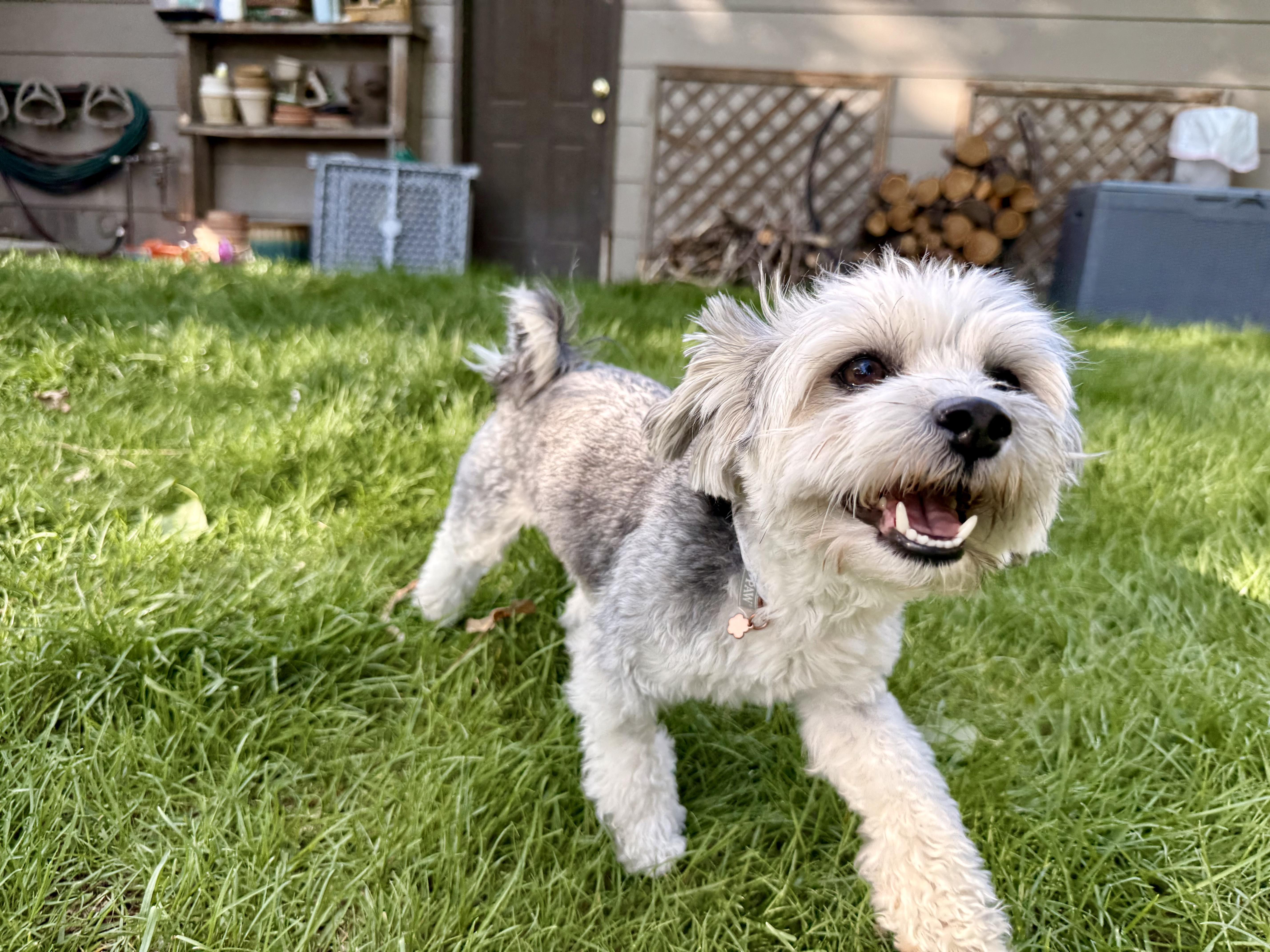 Enlarge Winnie, a ADOPTABLE mixed breed in Fort Collins, CO image 5/6
