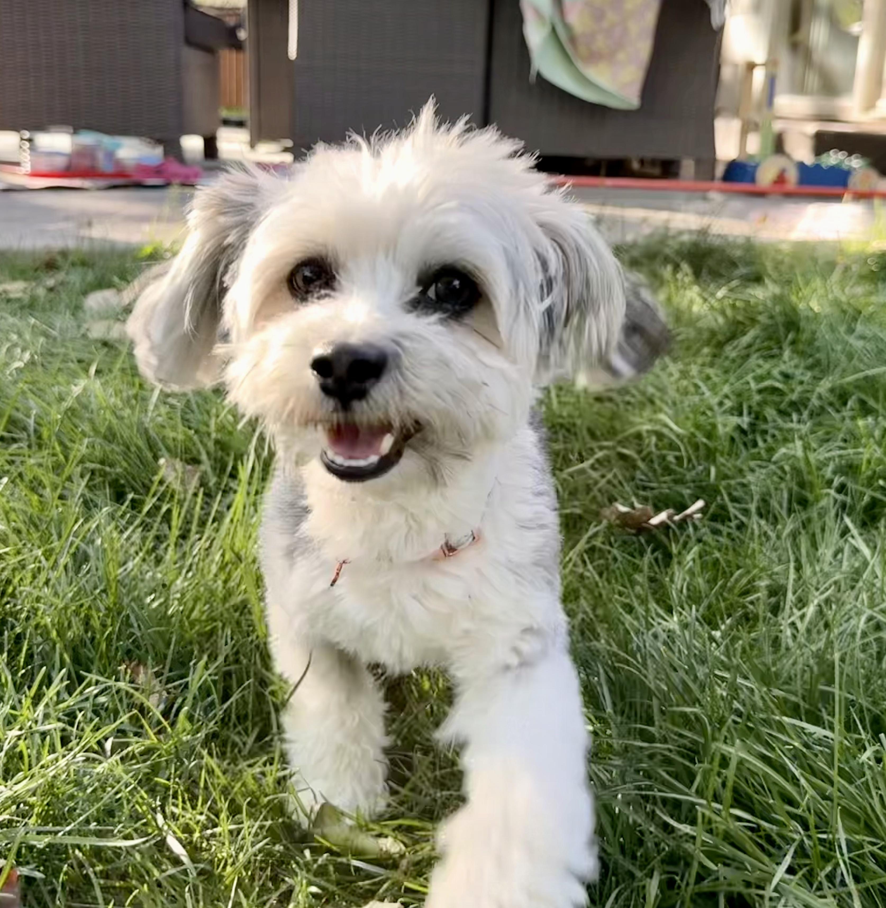Enlarge Winnie, a ADOPTABLE mixed breed in Fort Collins, CO image 6/6