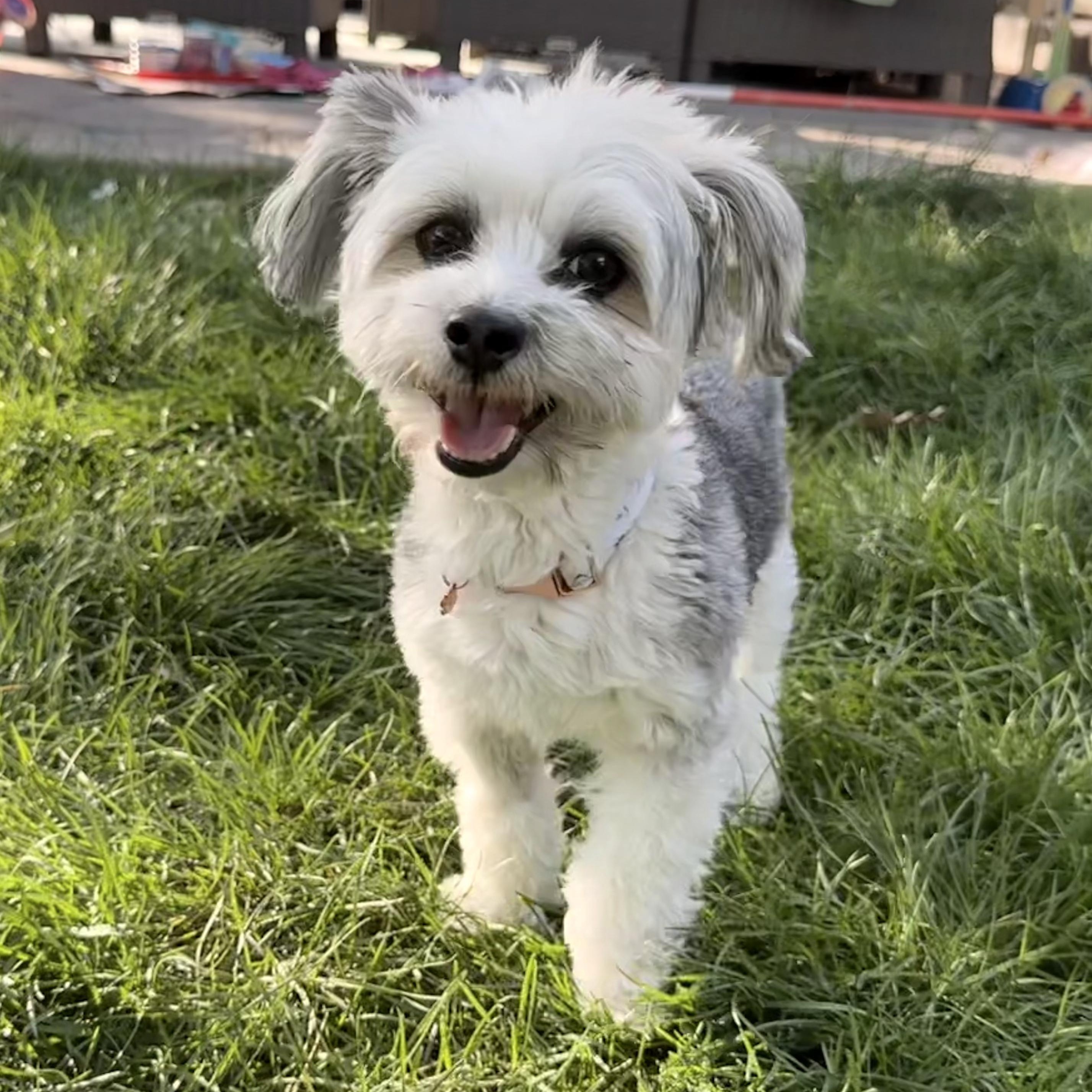 Enlarge Winnie, a ADOPTABLE mixed breed in Fort Collins, CO image 1/6