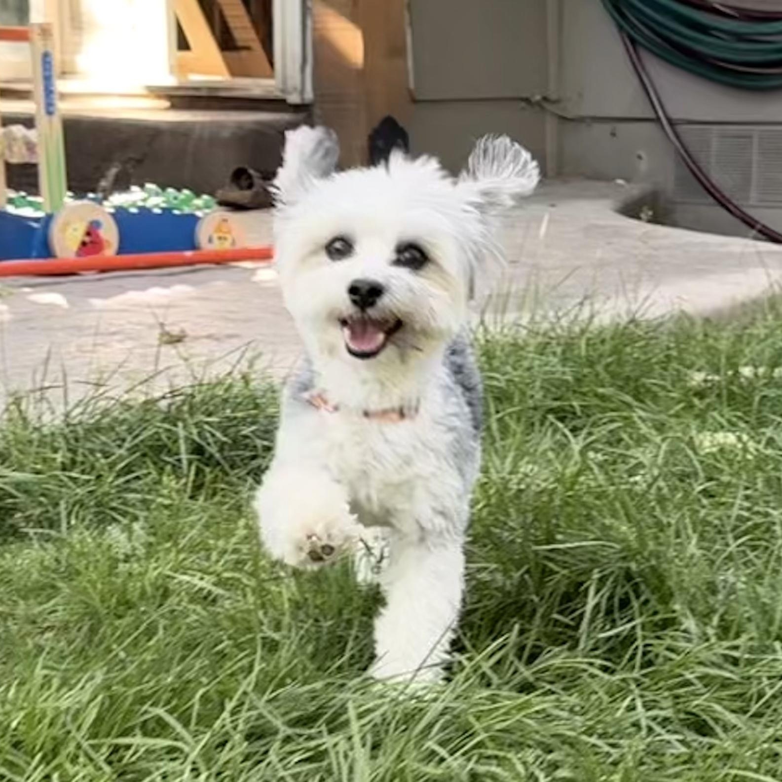 Enlarge Winnie, a ADOPTABLE mixed breed in Fort Collins, CO image 2/6