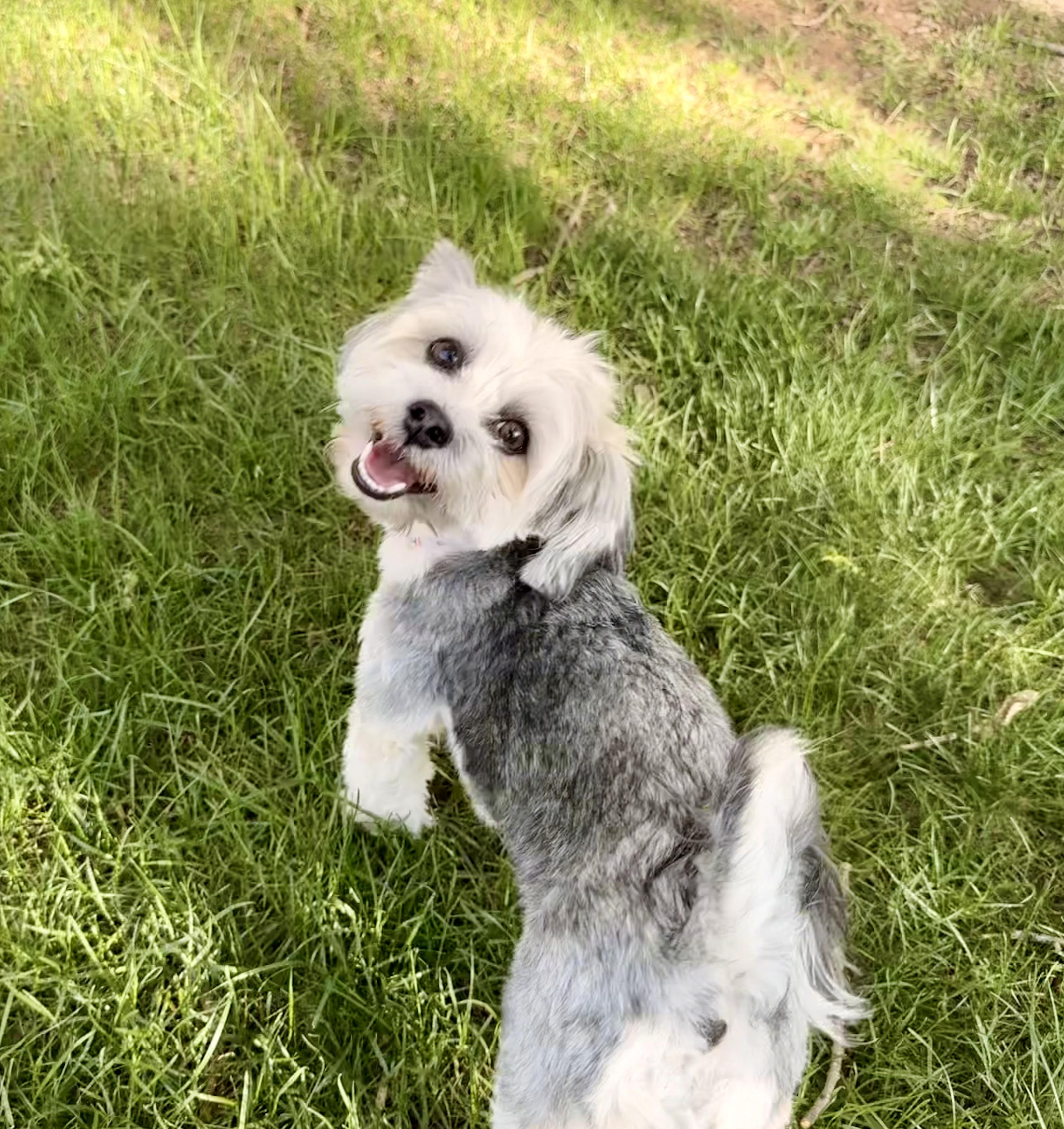 Enlarge Winnie, a ADOPTABLE mixed breed in Fort Collins, CO image 3/6