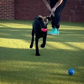 Coal, Adopted, Young Male Black Labrador Retriever.