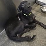 Enlarge Coal, a Adopted mixed breed in Bentonville, AR image 2/3